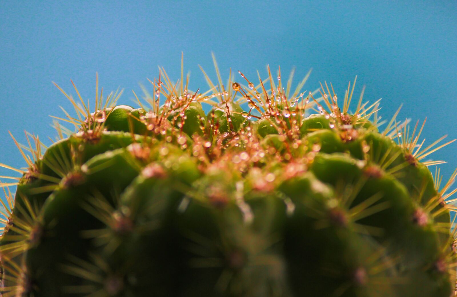 Canon EOS 600D (Rebel EOS T3i / EOS Kiss X5) sample photo. Cactus, plant, macro photography