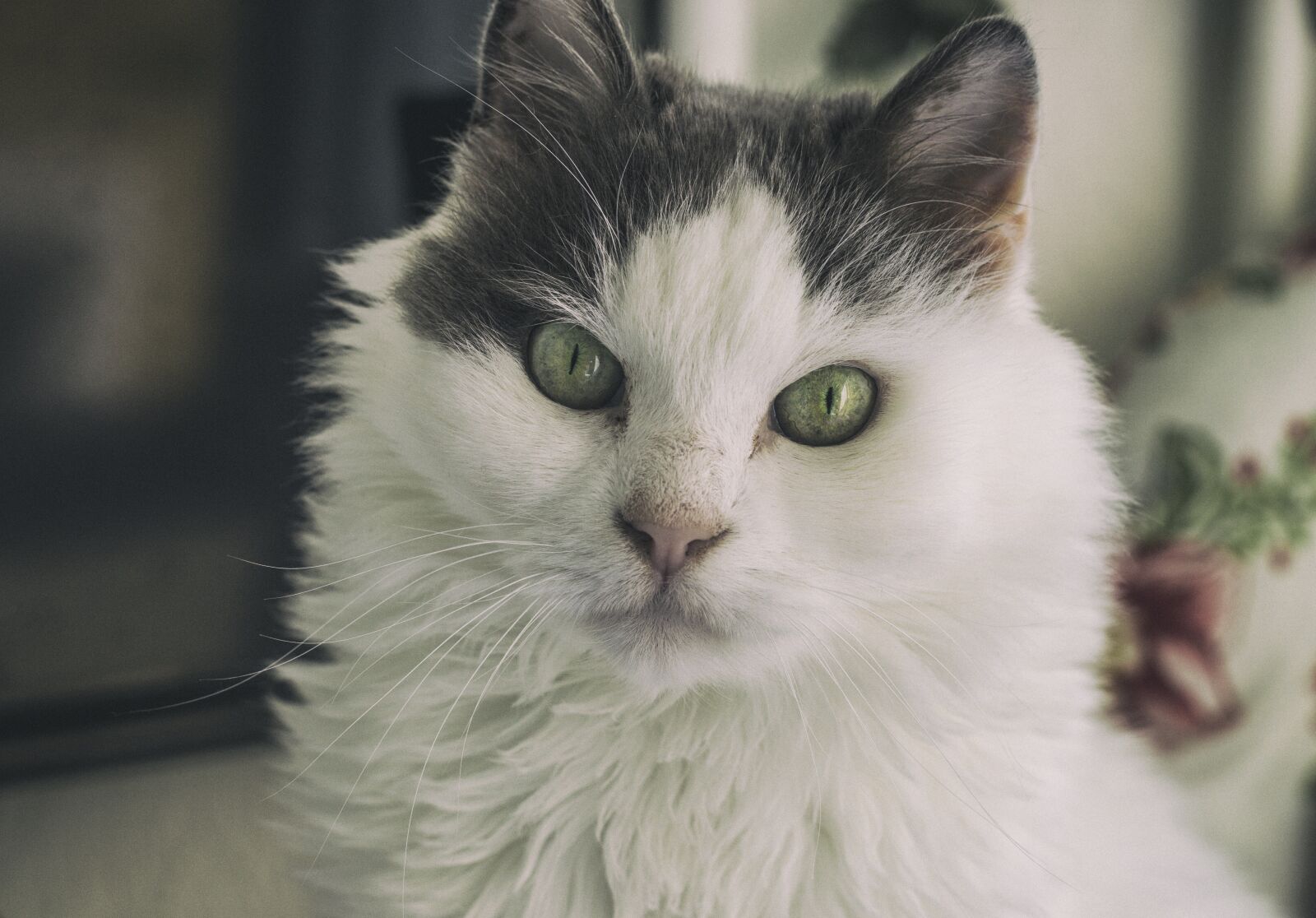Canon EOS 60D + Canon EF 50mm F1.8 II sample photo. Cat, cute, animal photography
