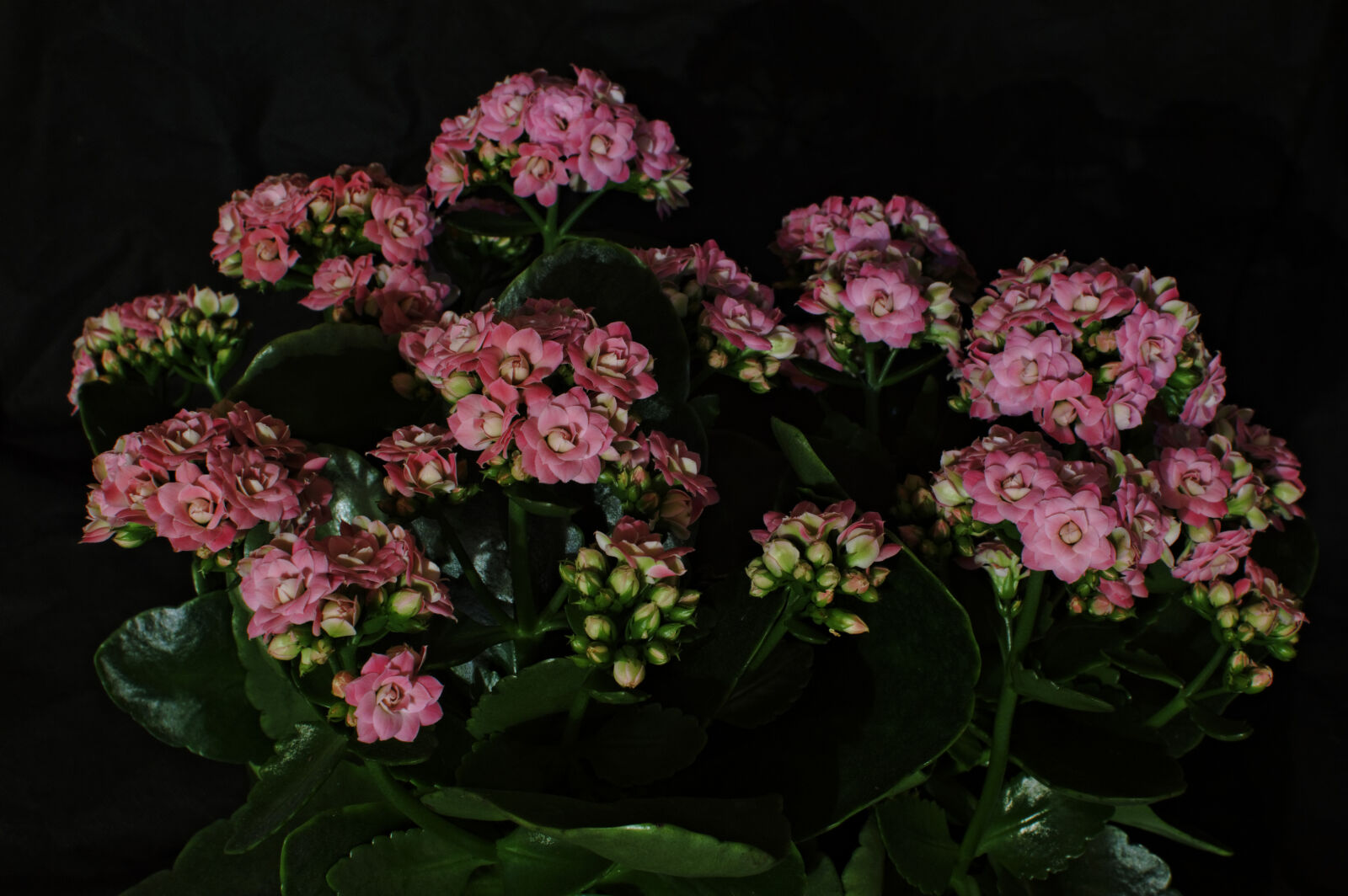 Nikon D3200 + Nikon AF-S DX Nikkor 35mm F1.8G sample photo. Flower, kalanchoe, plant photography