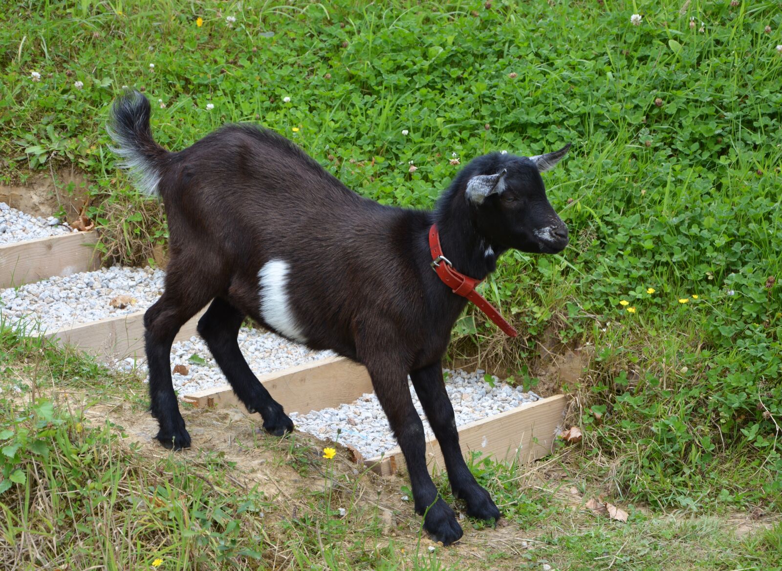 Nikon D5200 sample photo. Kid, goat, down stairs photography