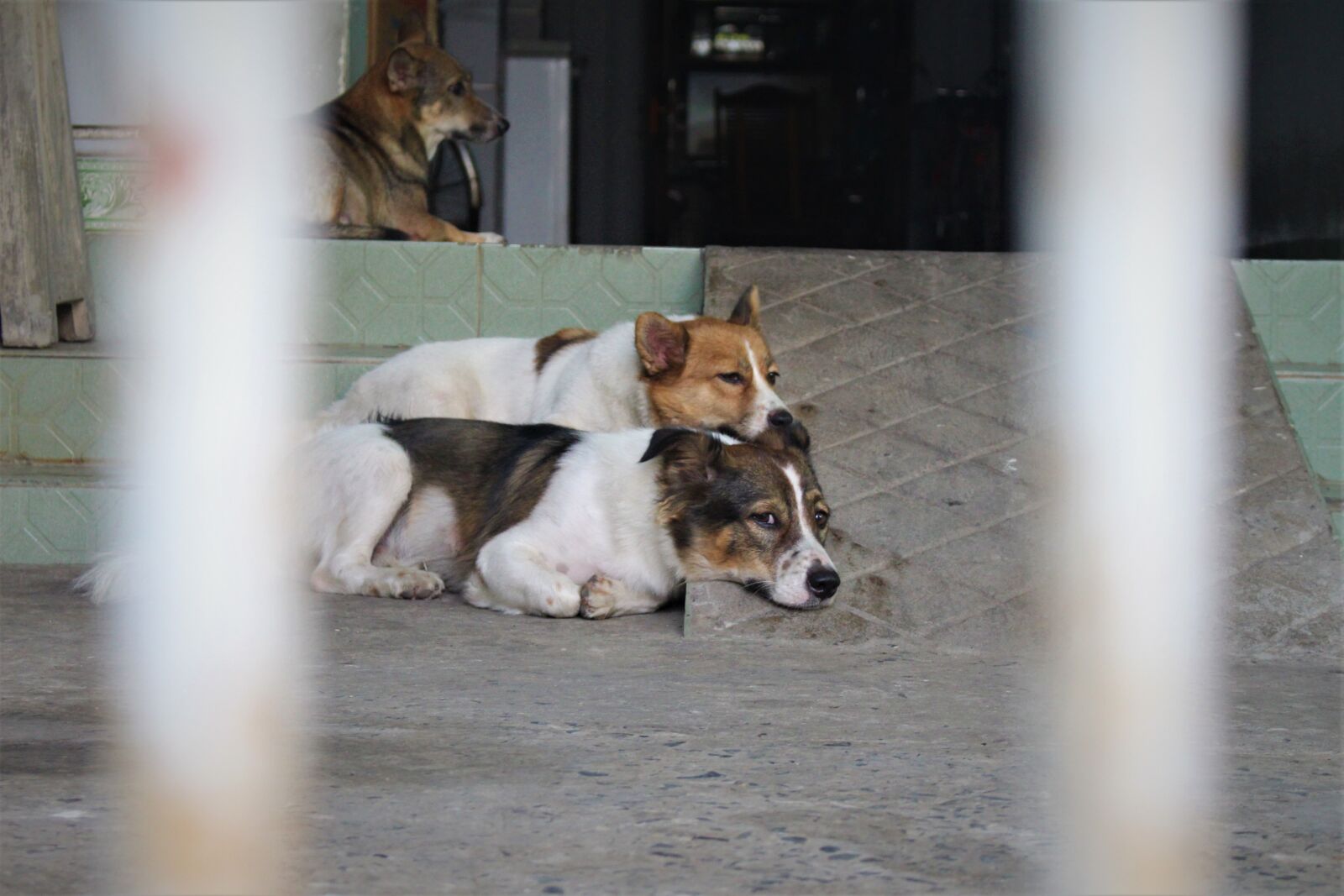 Canon EOS 700D (EOS Rebel T5i / EOS Kiss X7i) sample photo. Dogs, happy, puppy photography