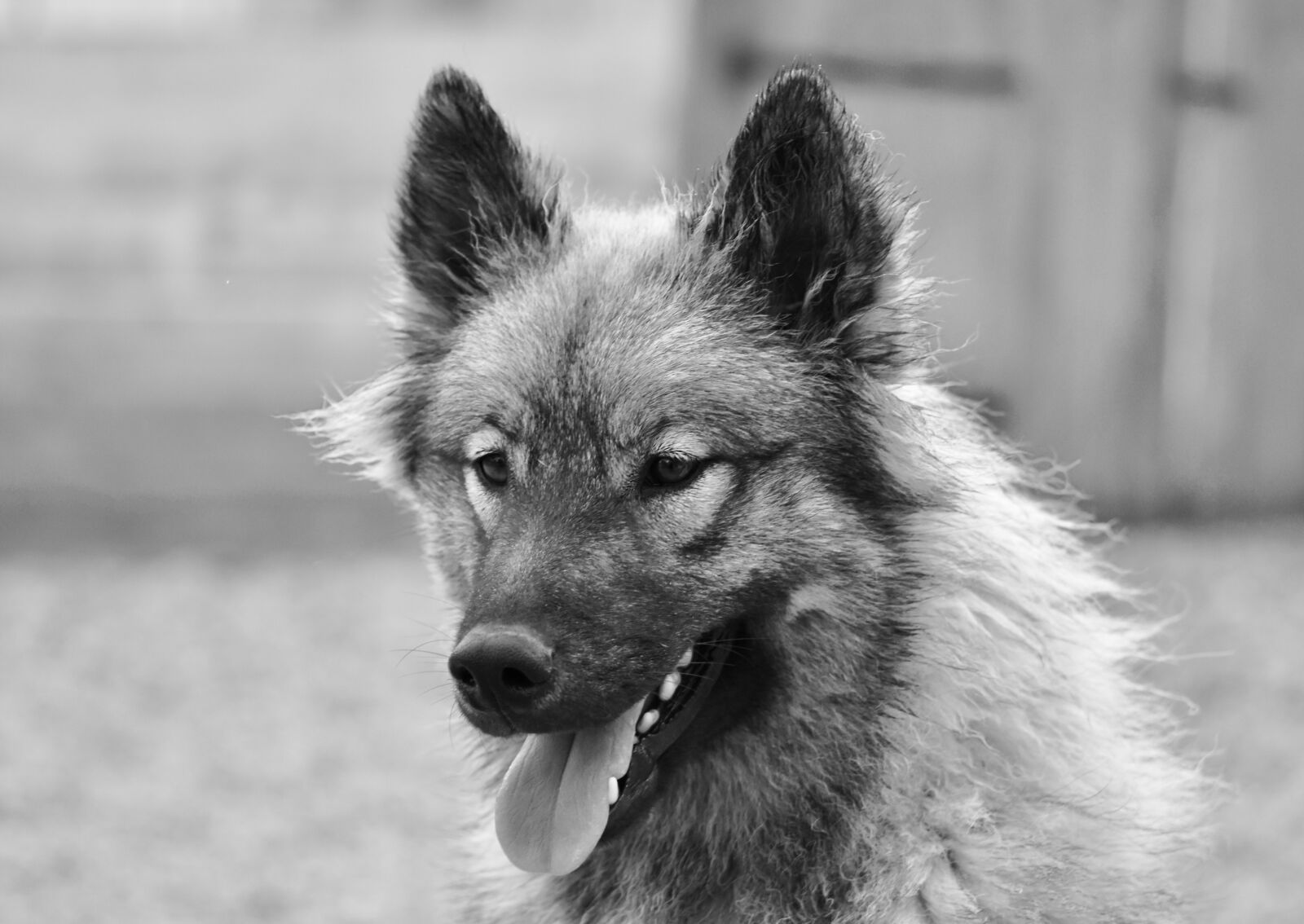 Nikon D5600 sample photo. Dog, dog portrait, animal photography