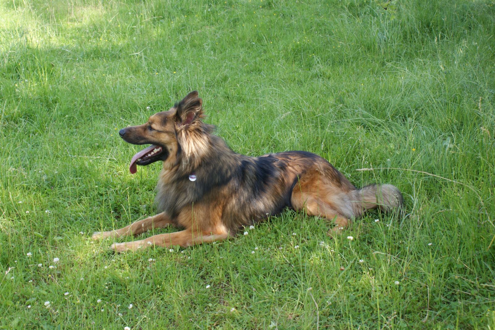 Sony Alpha DSLR-A350 sample photo. Harzer fox, herding dog photography