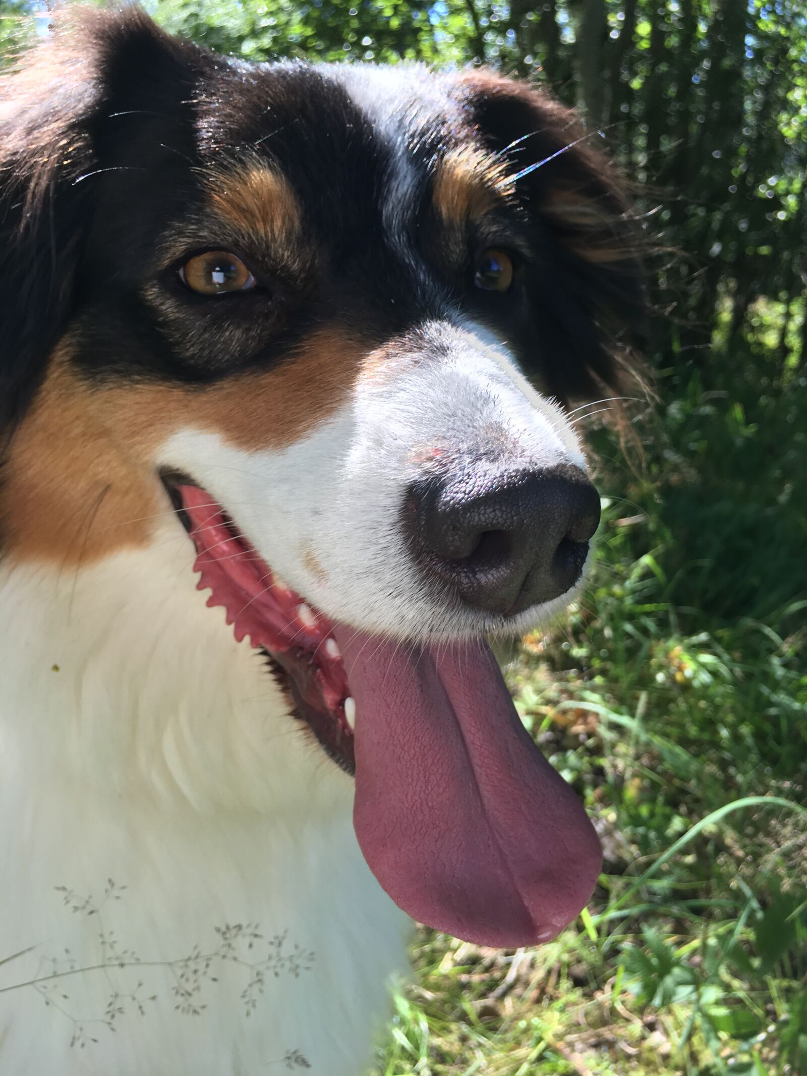 Apple iPhone 6s Plus sample photo. Dog, pets, fur photography