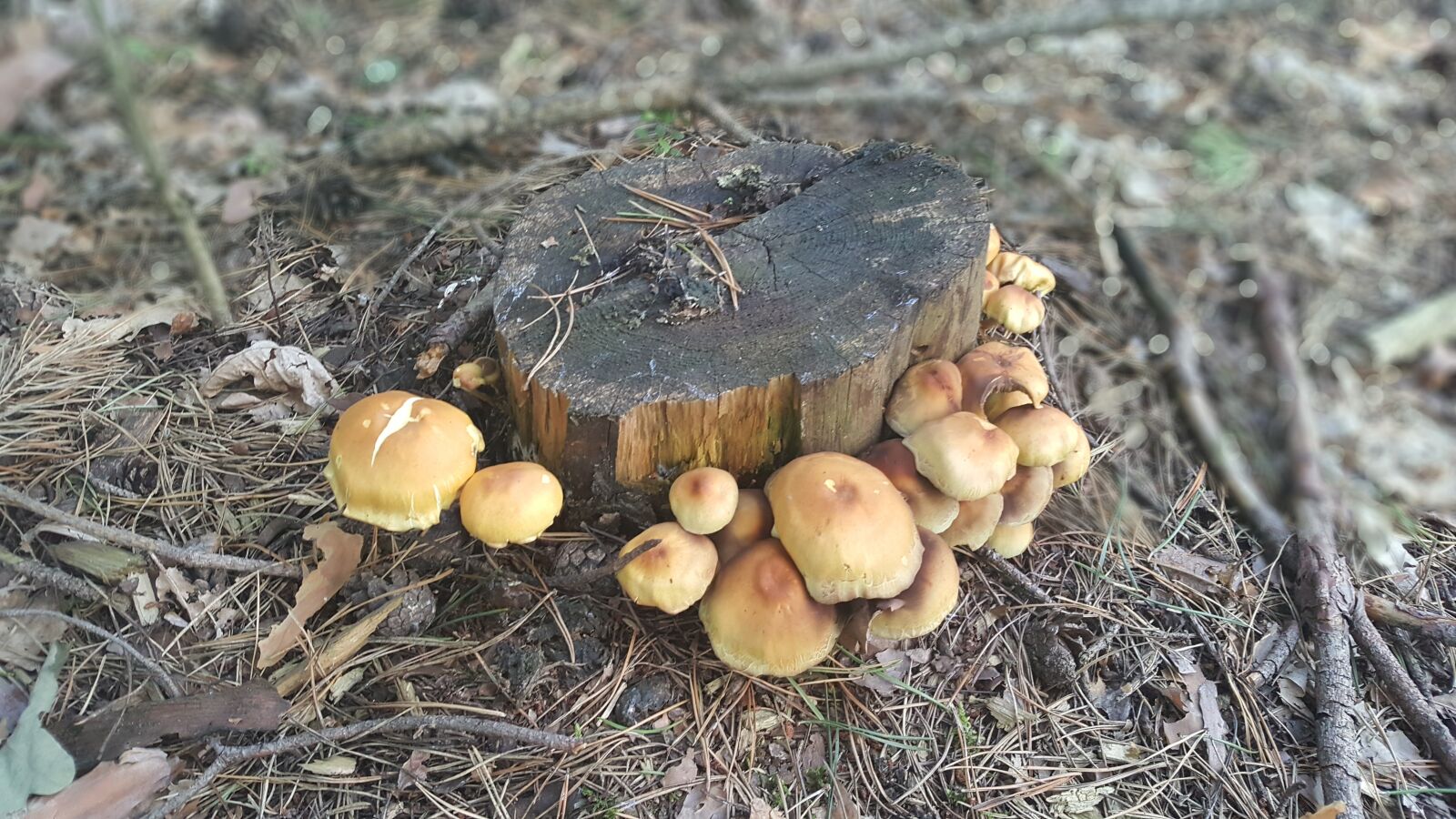 Samsung Galaxy S6 sample photo. Mushrooms, forest, tree photography