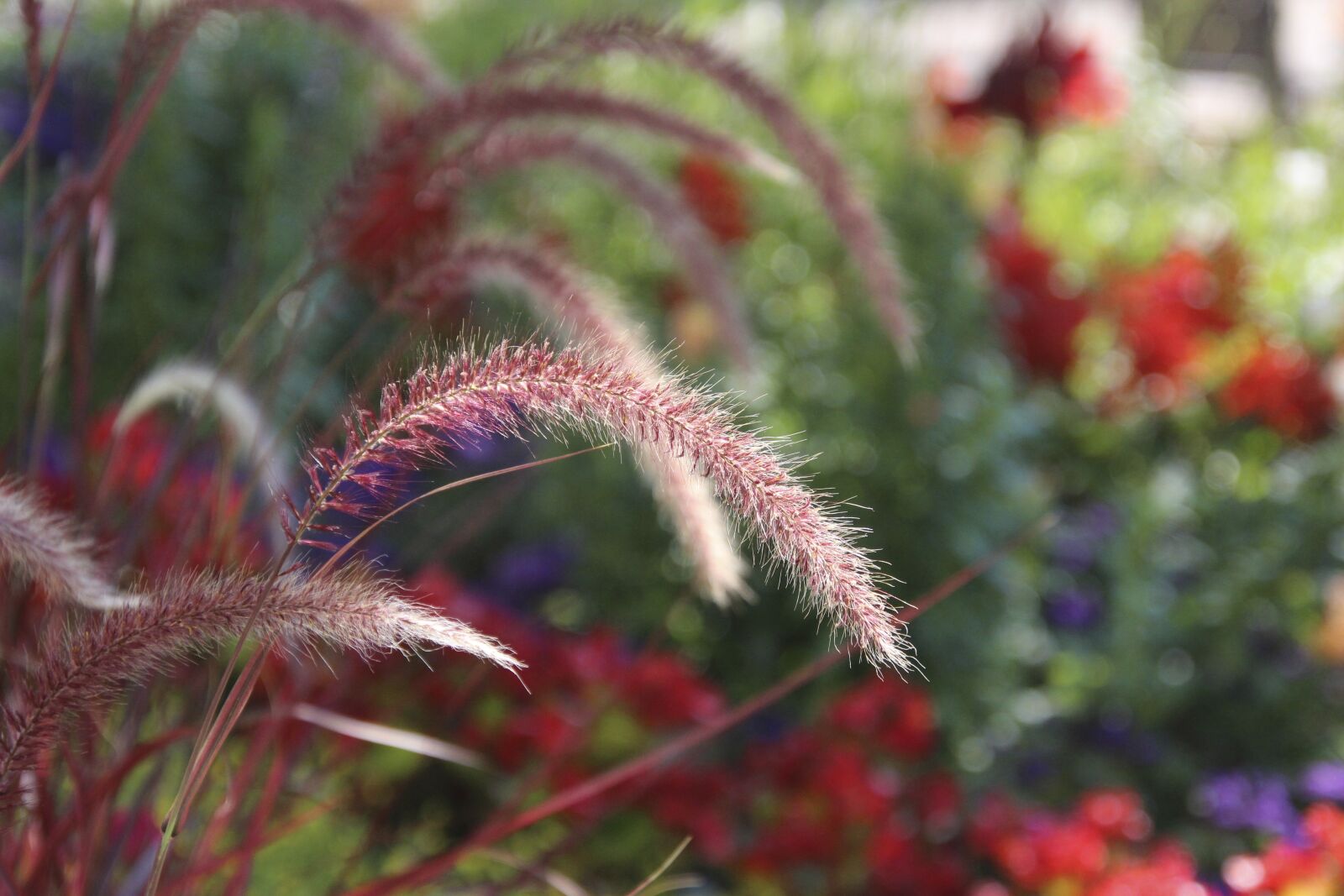 Canon EOS 700D (EOS Rebel T5i / EOS Kiss X7i) sample photo. African pearl millet, plant photography