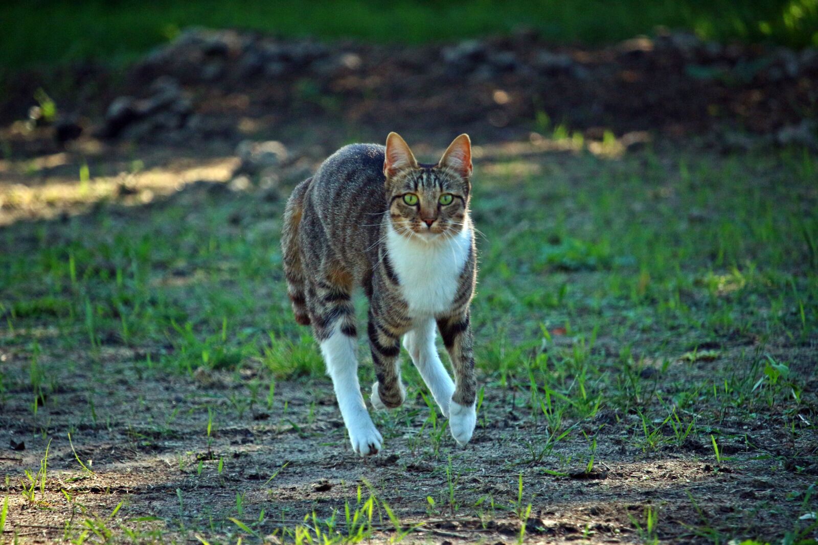 Canon EOS 100D (EOS Rebel SL1 / EOS Kiss X7) sample photo. Mieze, cat, mackerel photography