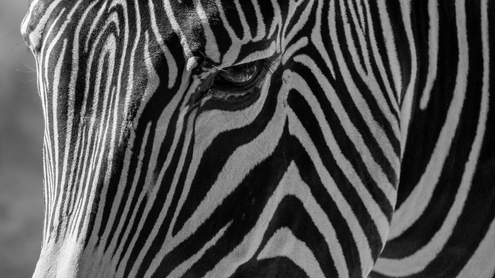 Panasonic DMC-G81 + LEICA DG 100-400/F4.0-6.3 sample photo. Zebra, black, weis photography