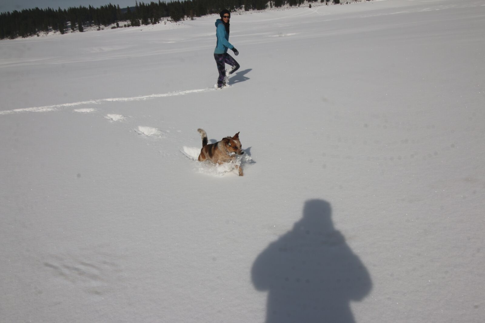 Canon EOS 70D + Canon EF-S 10-18mm F4.5–5.6 IS STM sample photo. Snow, dog, shadow photography