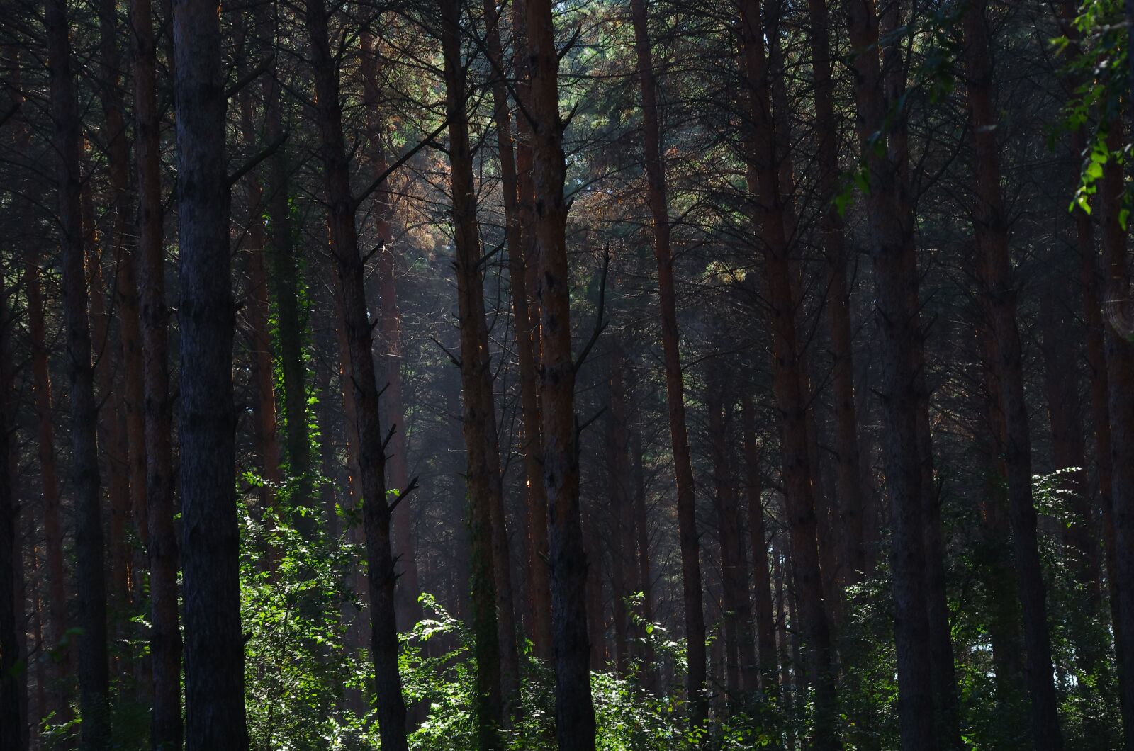 Pentax K-5 IIs sample photo. Jungle, pine tree, changchun photography