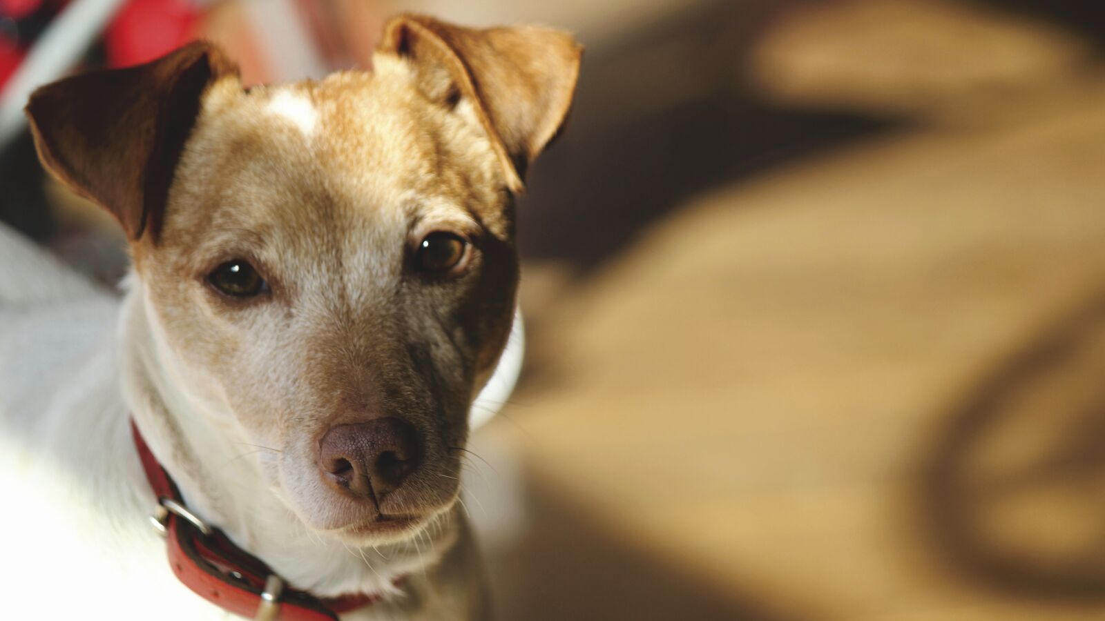 Canon EF-S 55-250mm F4-5.6 IS sample photo. Animal, dog, friend photography