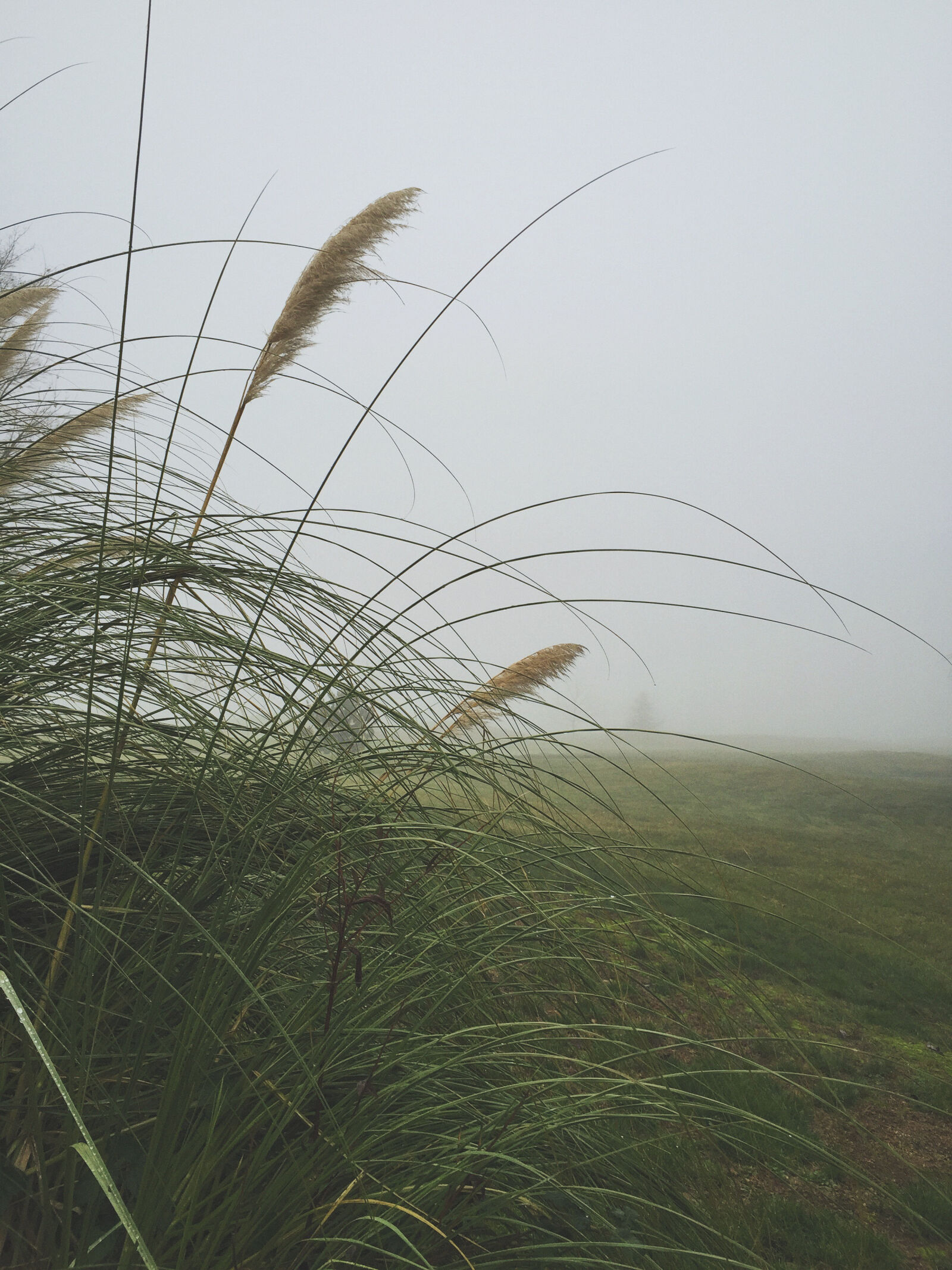 iPhone 6 Plus back camera 4.15mm f/2.2 sample photo. Grass, reed, beach, water photography