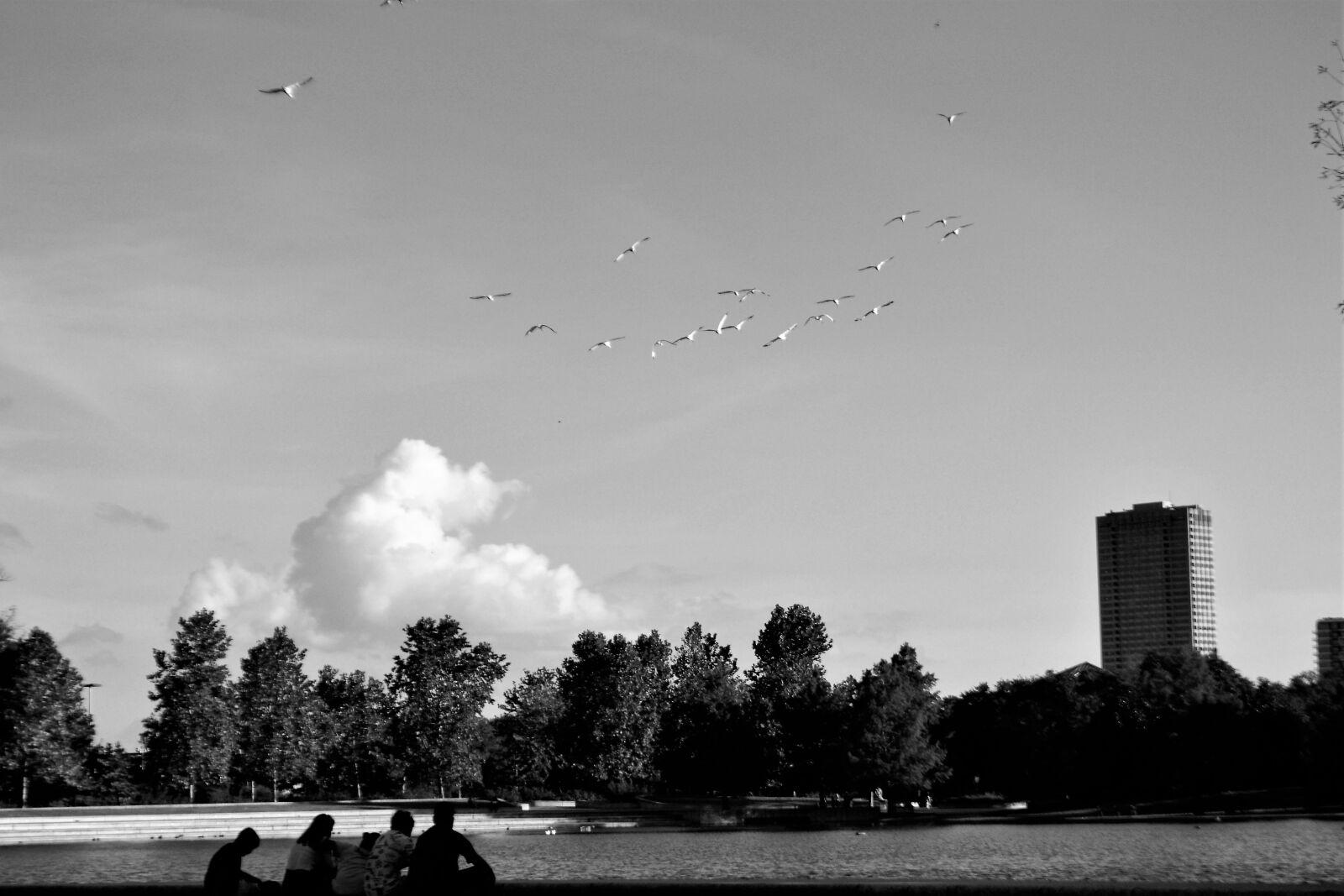 Nikon D3100 sample photo. Flock of birds, family photography