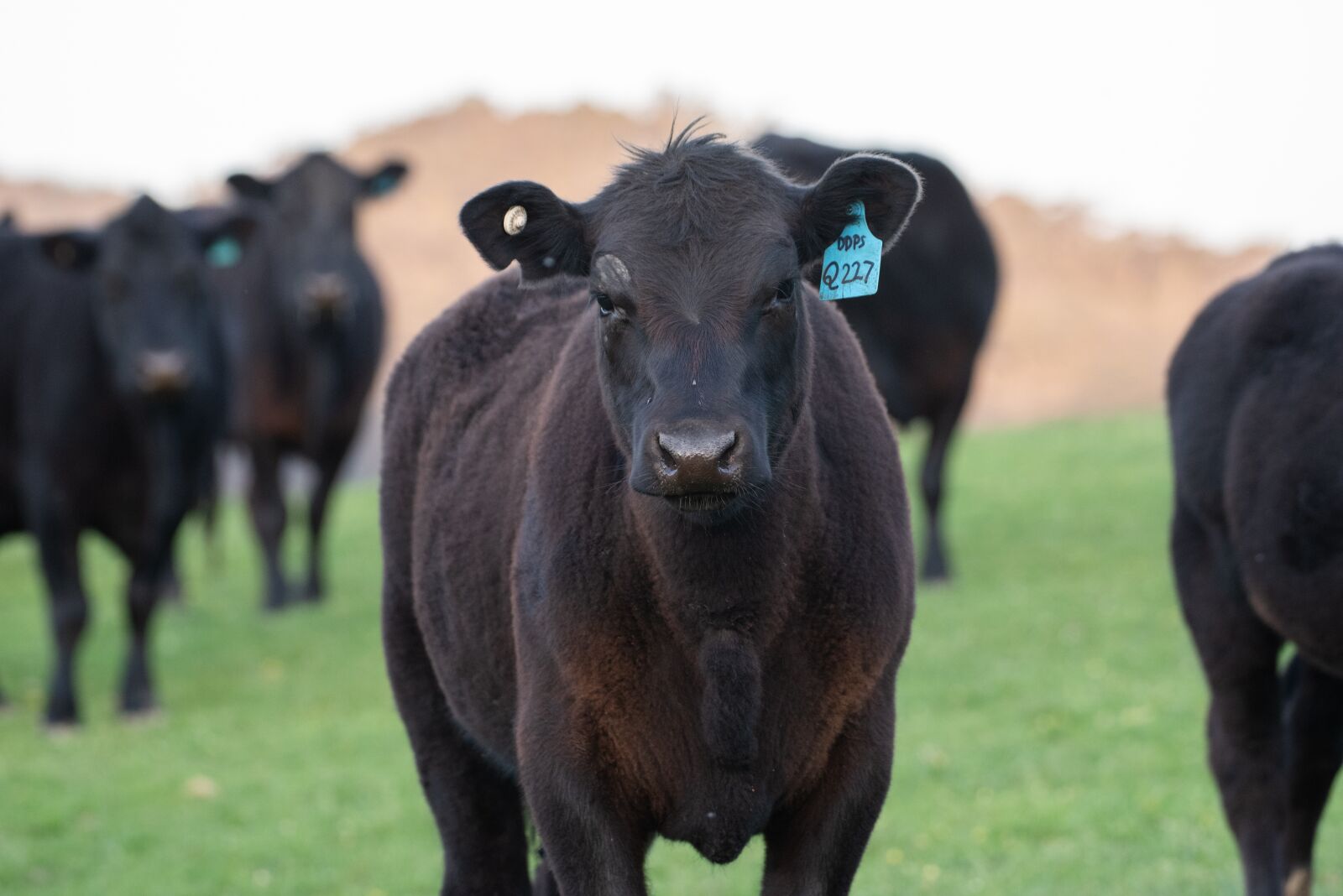 Nikon D750 sample photo. Cow, black angus, farm photography