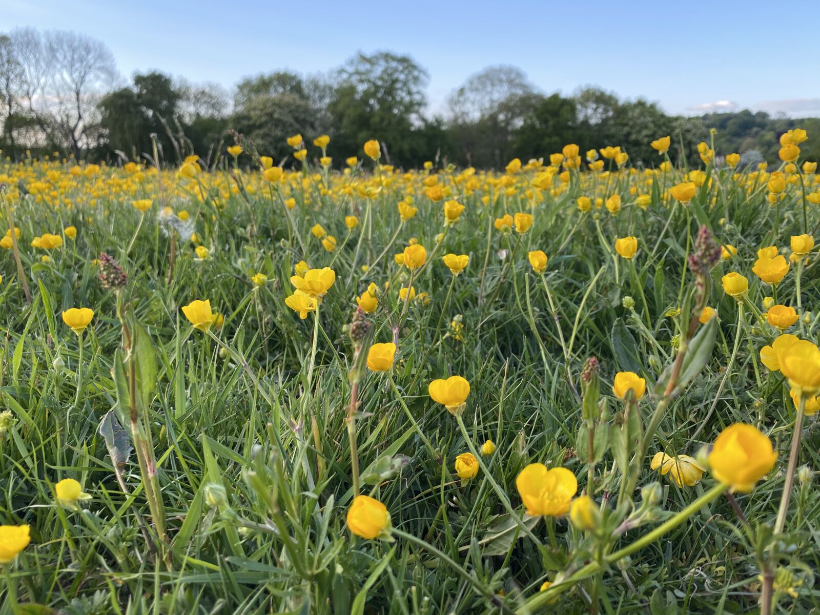 Apple iPhone 11 sample photo. Buttercups, staffordshire, hay meadow photography
