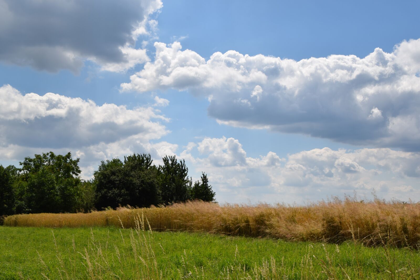 Nikon D5300 sample photo. Clouds, summer, field photography