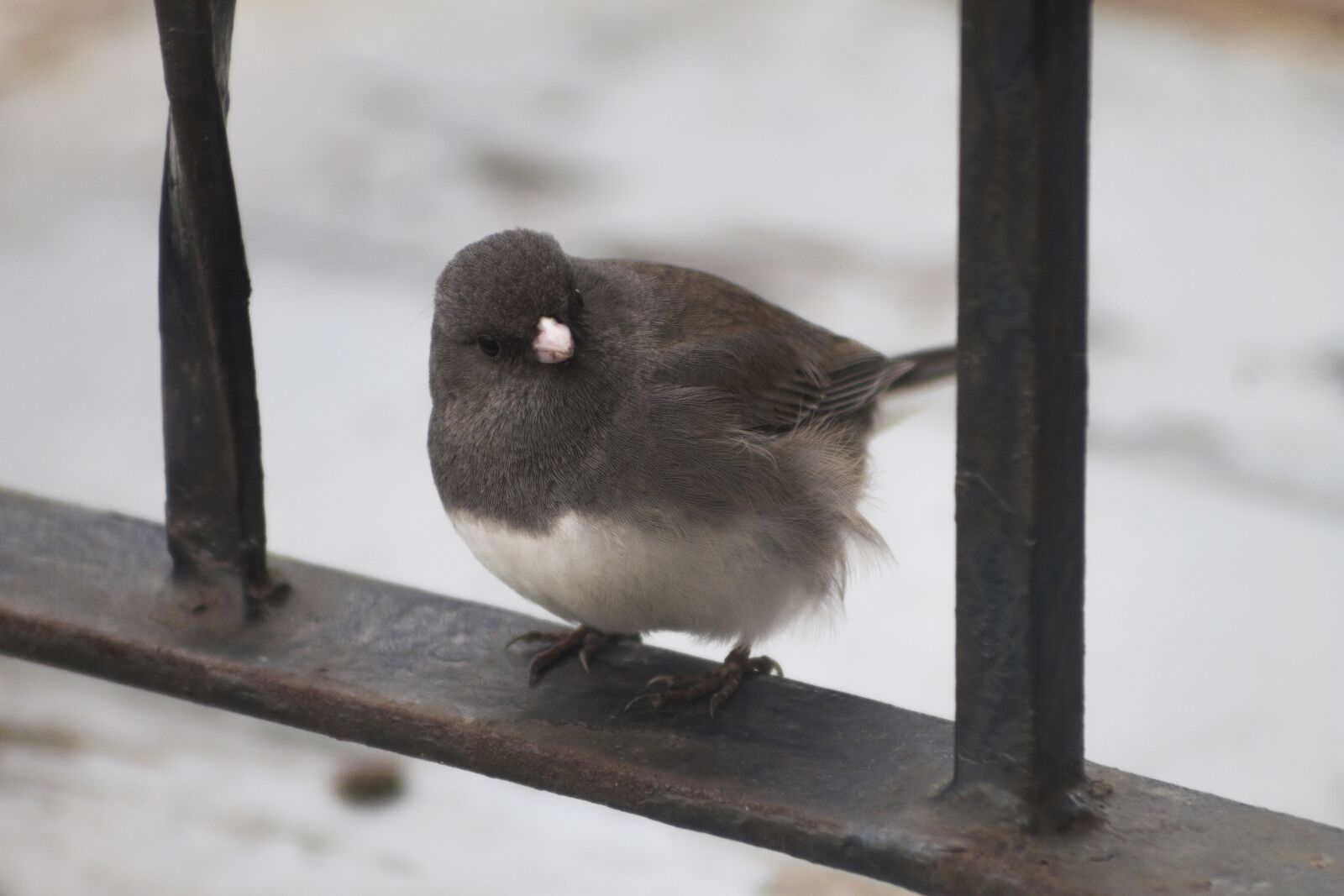 Canon EOS 1100D (EOS Rebel T3 / EOS Kiss X50) sample photo. Dark-eyed junco, junco, bird photography