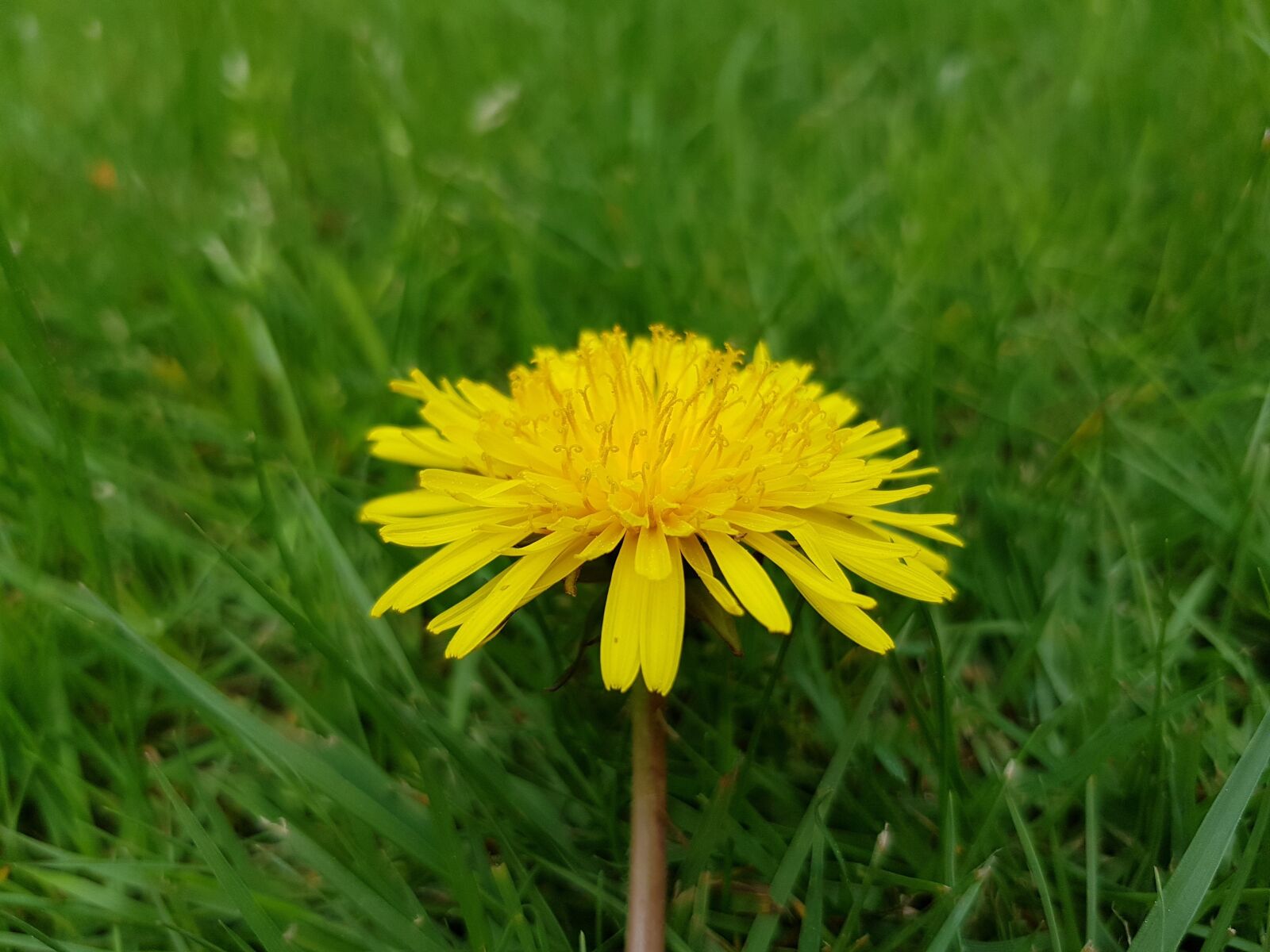 Samsung Galaxy S8 sample photo. Grass, nature, summer photography
