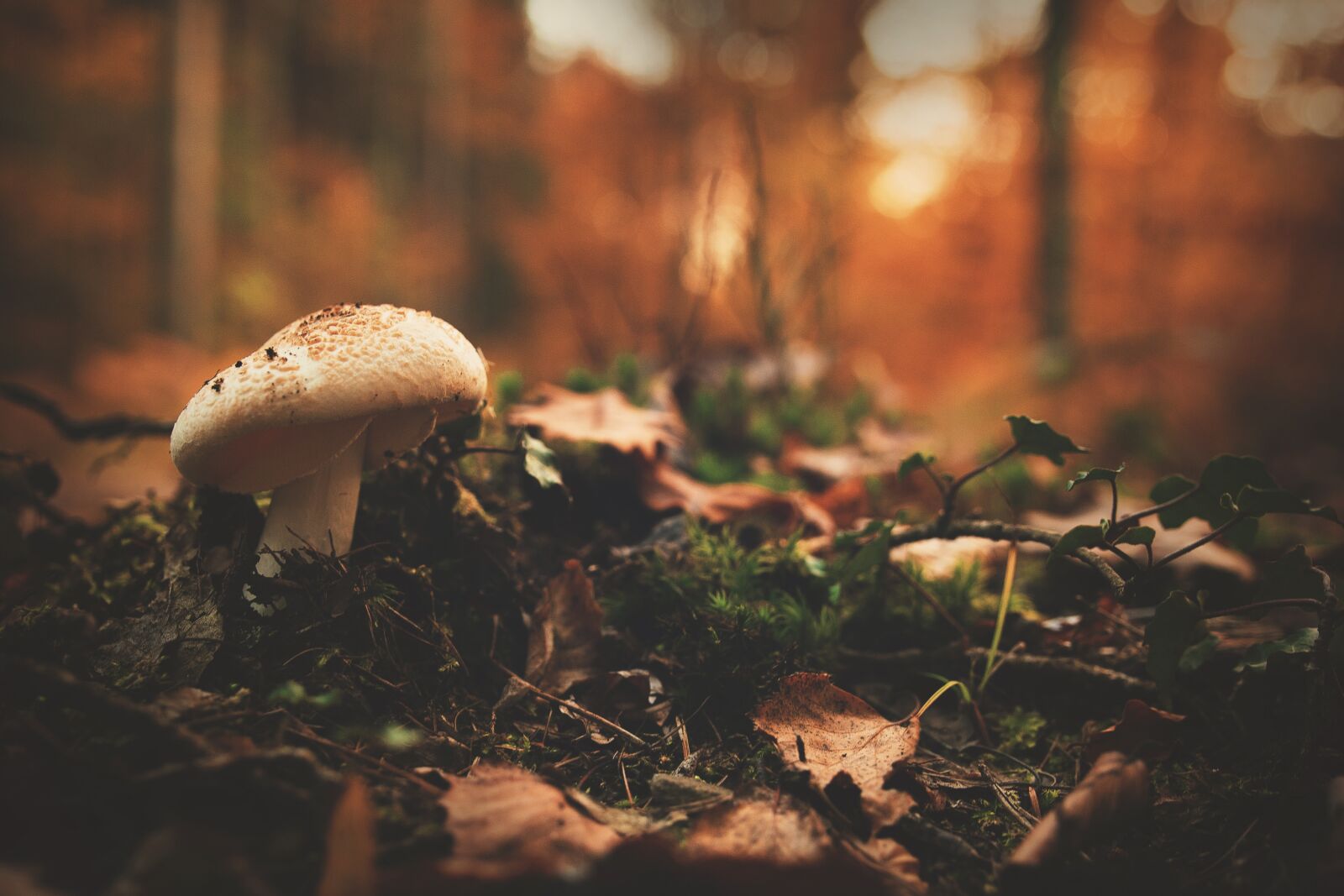 Nikon D5300 sample photo. Autumn, blur, close-up photography