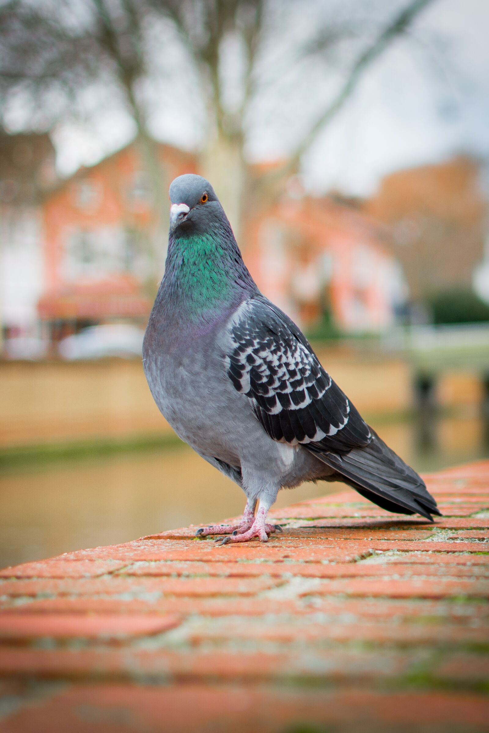 Nikon D7200 sample photo. Bird, nature, dove photography