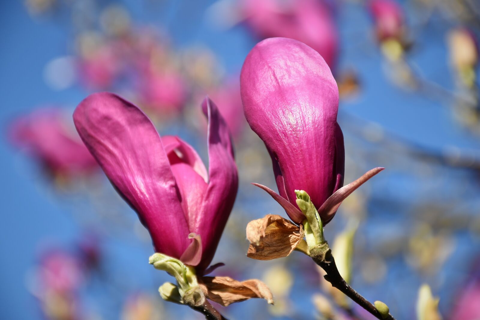 Nikon D5600 sample photo. Violet magnolia, plant, spring photography