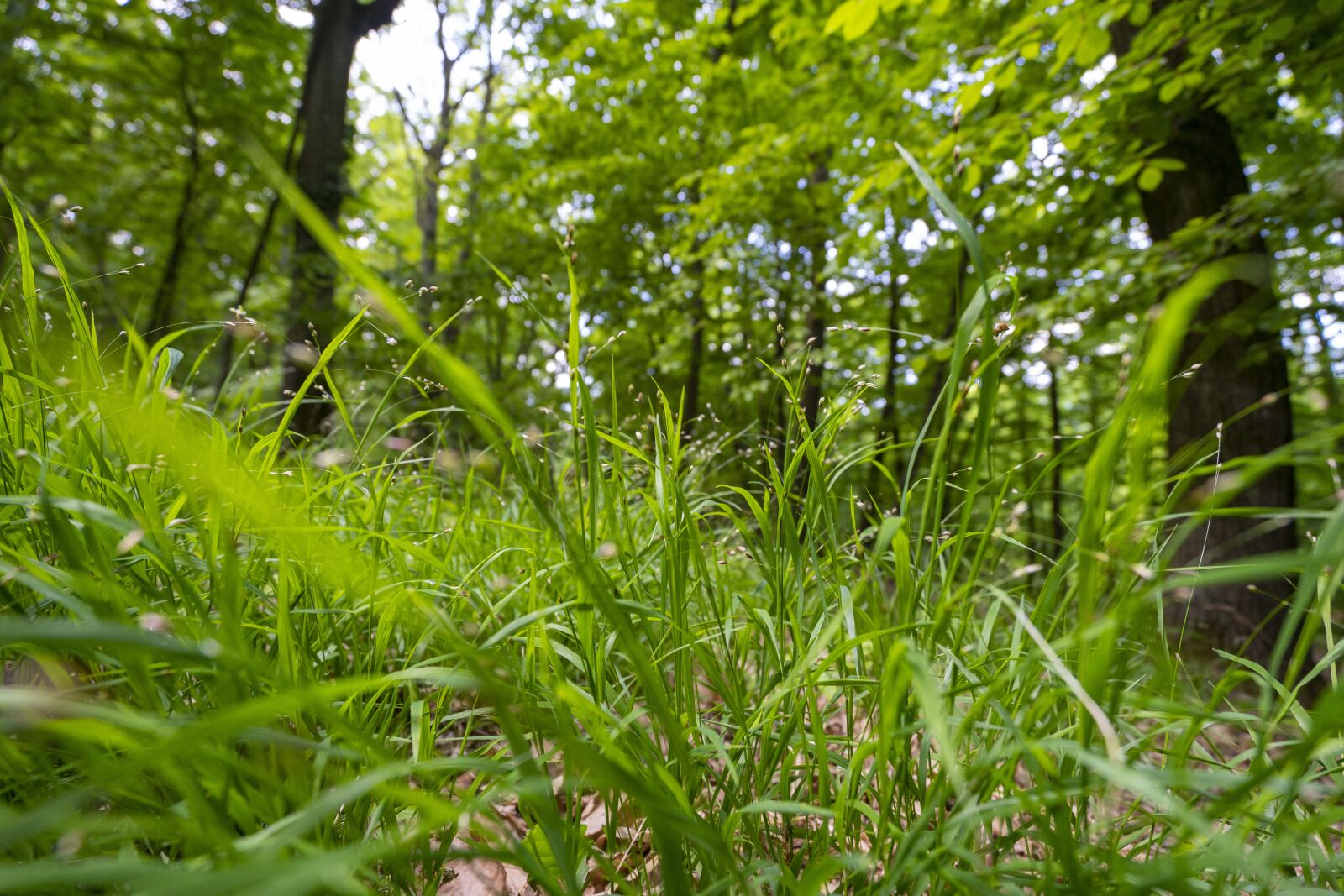 Sony Vario-Tessar T* FE 16-35mm F4 ZA OSS sample photo. Forest, nature, green photography