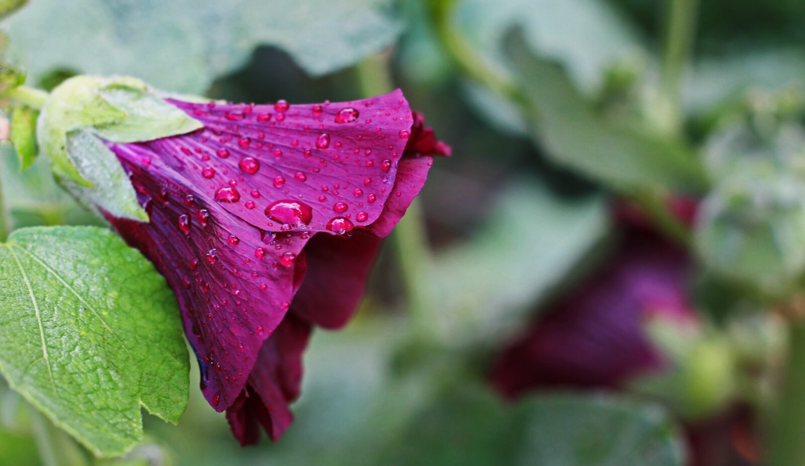 Canon EOS 700D (EOS Rebel T5i / EOS Kiss X7i) sample photo. Stock rose, cottage garden photography