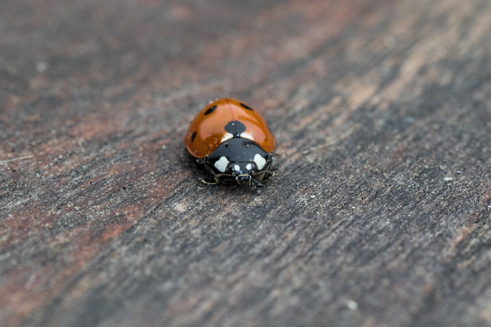 Canon EOS 7D Mark II sample photo. Ladybug, siebenpunkt, red photography