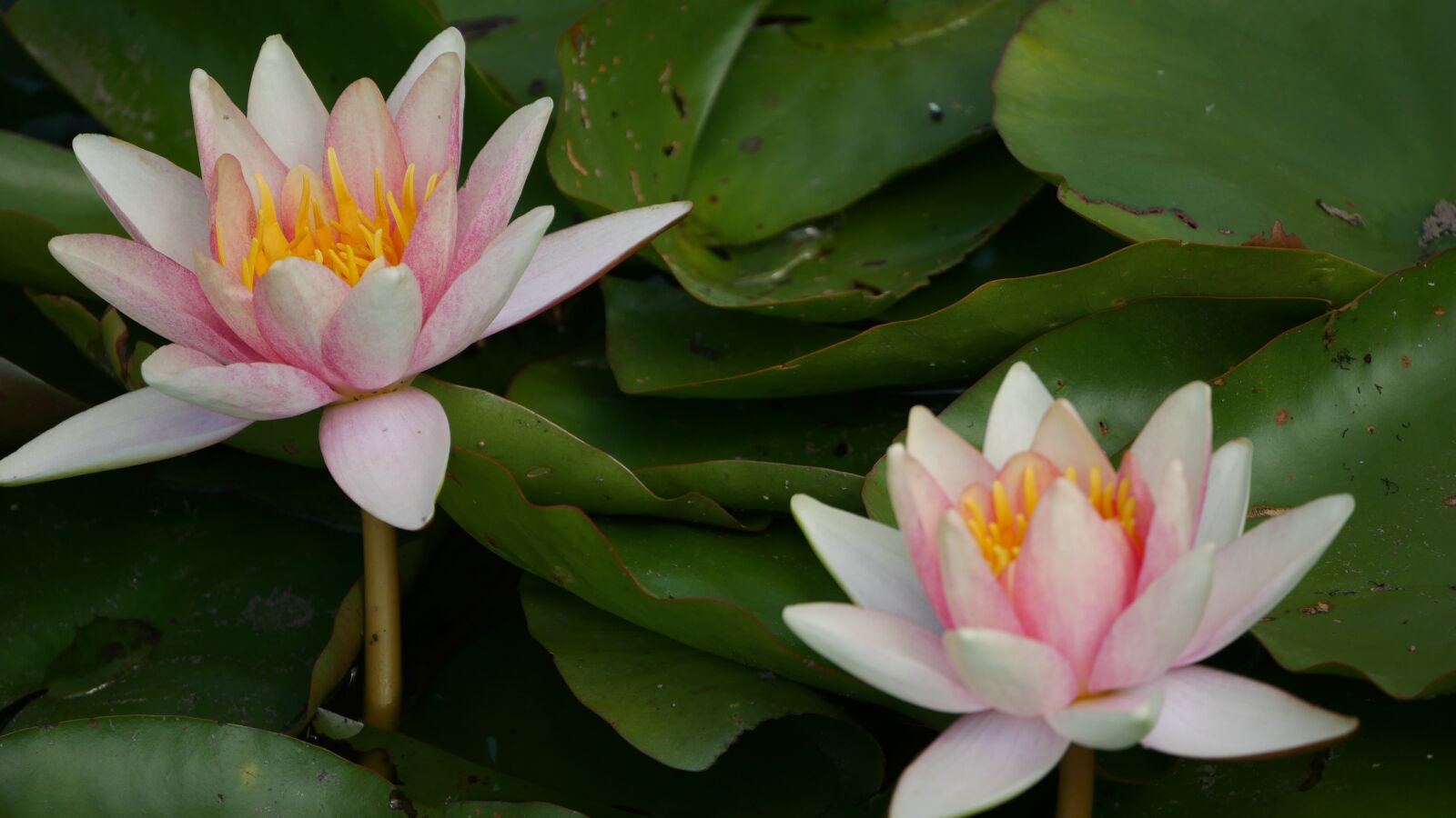 Panasonic DMC-G70 sample photo. Flowers, flower, beauty photography