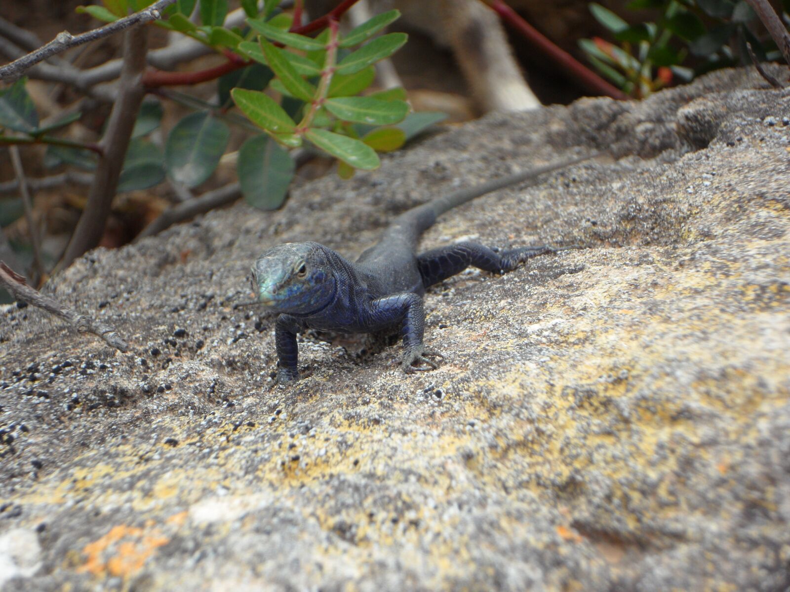 Samsung VLUU WB210, SAMSUNG WB210 sample photo. Lizard, endemic, cabrera photography