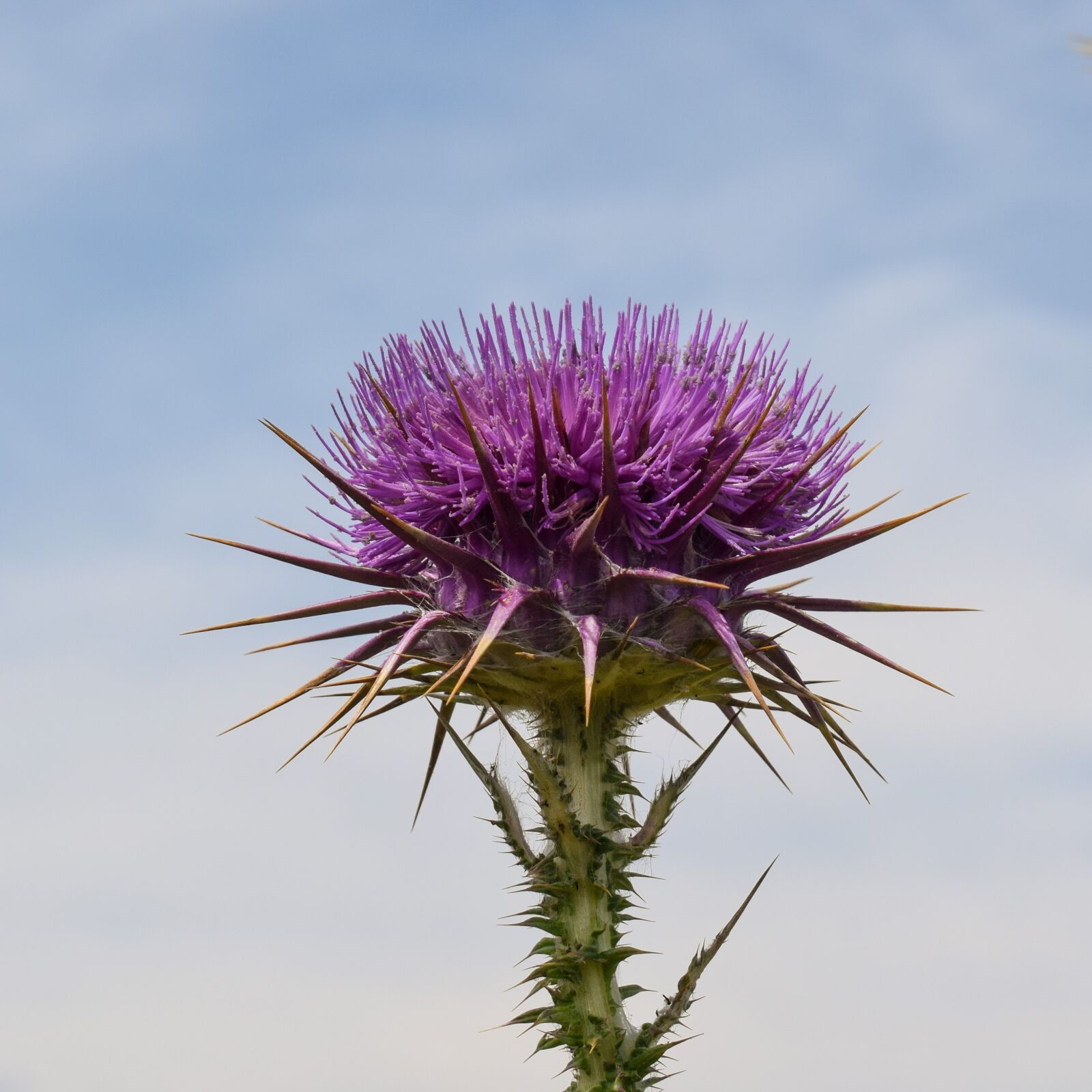 Nikon D3300 sample photo. Thistle, flower, plant photography