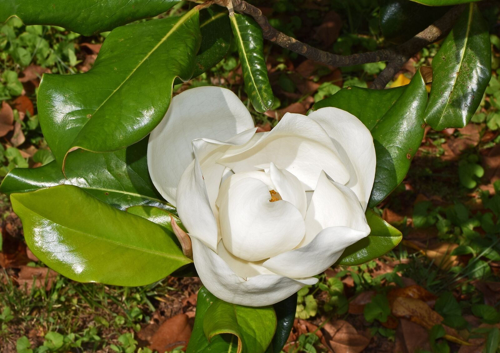Nikon D3300 sample photo. Dinner-plate magnolia, flower opening photography