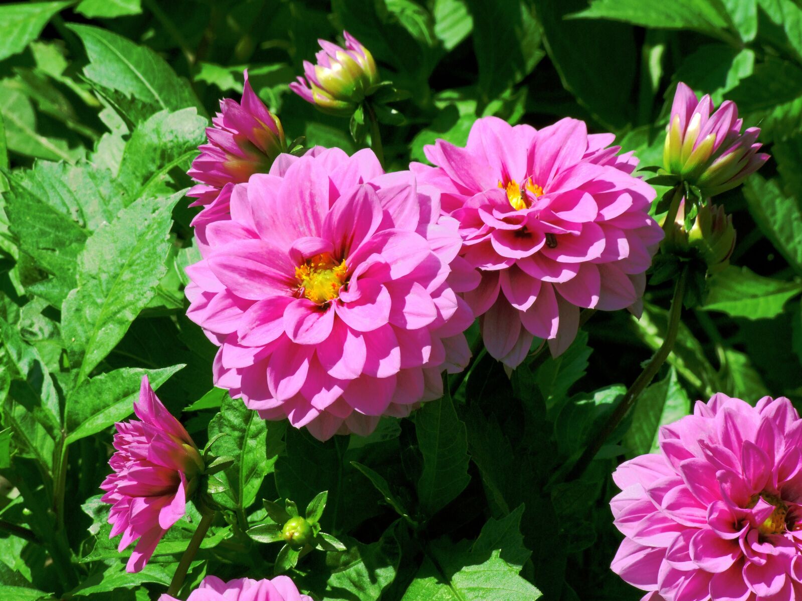 Fujifilm FinePix S100fs sample photo. Chrysanthemum, pink, flower photography