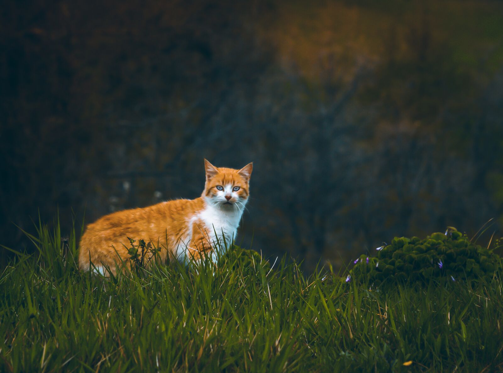 Canon EF-S 55-250mm F4-5.6 IS STM sample photo. Cat, mammal, animal photography