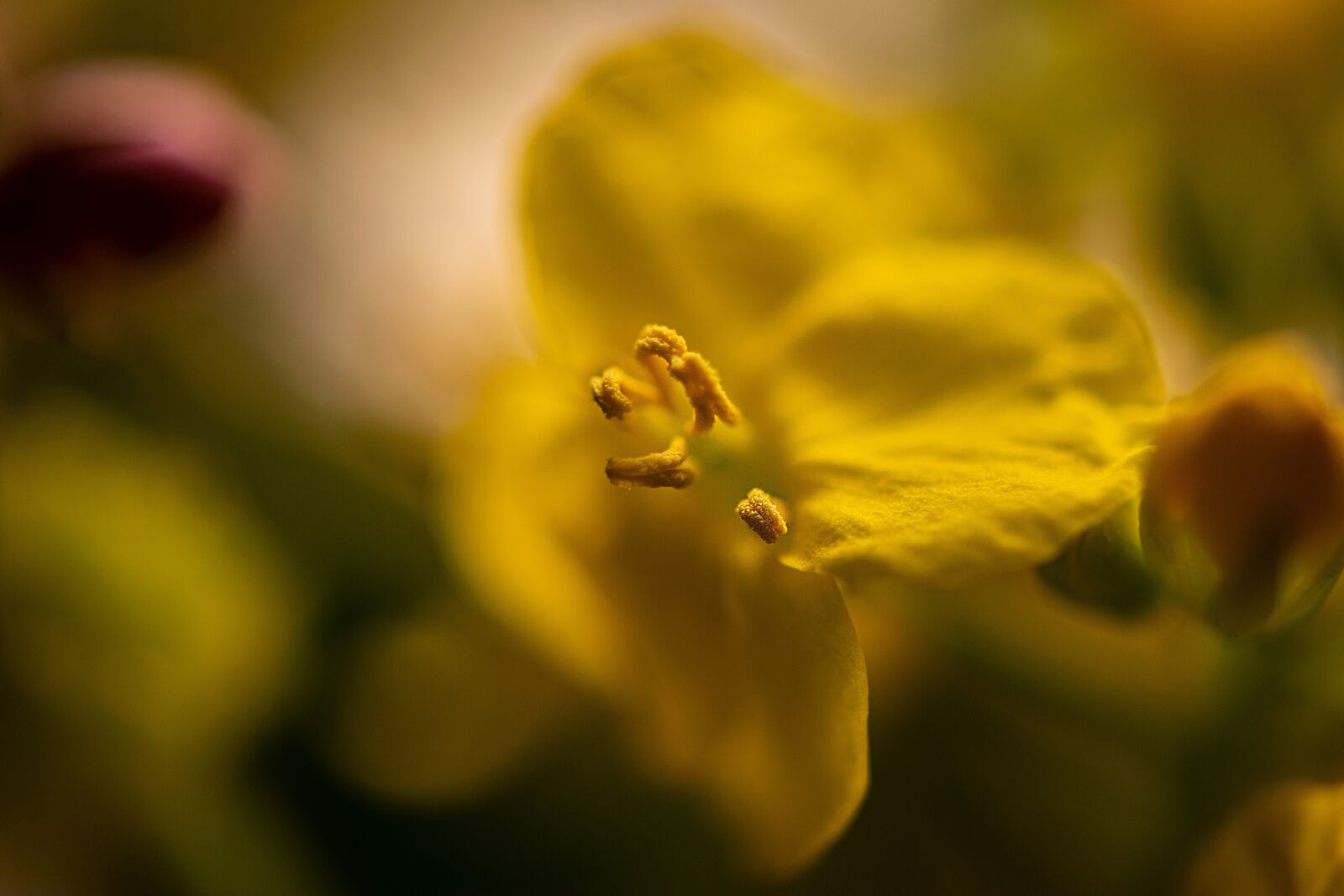 Nikon D5300 sample photo. Flower, sticks, macro photography