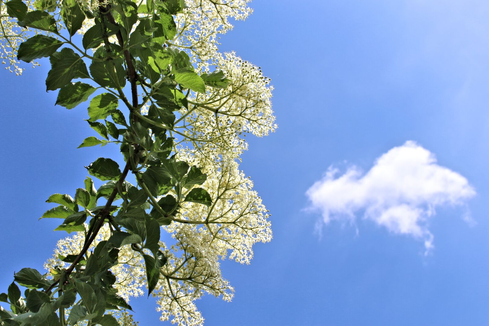 Canon EOS 700D (EOS Rebel T5i / EOS Kiss X7i) sample photo. Elder, flowers, white photography