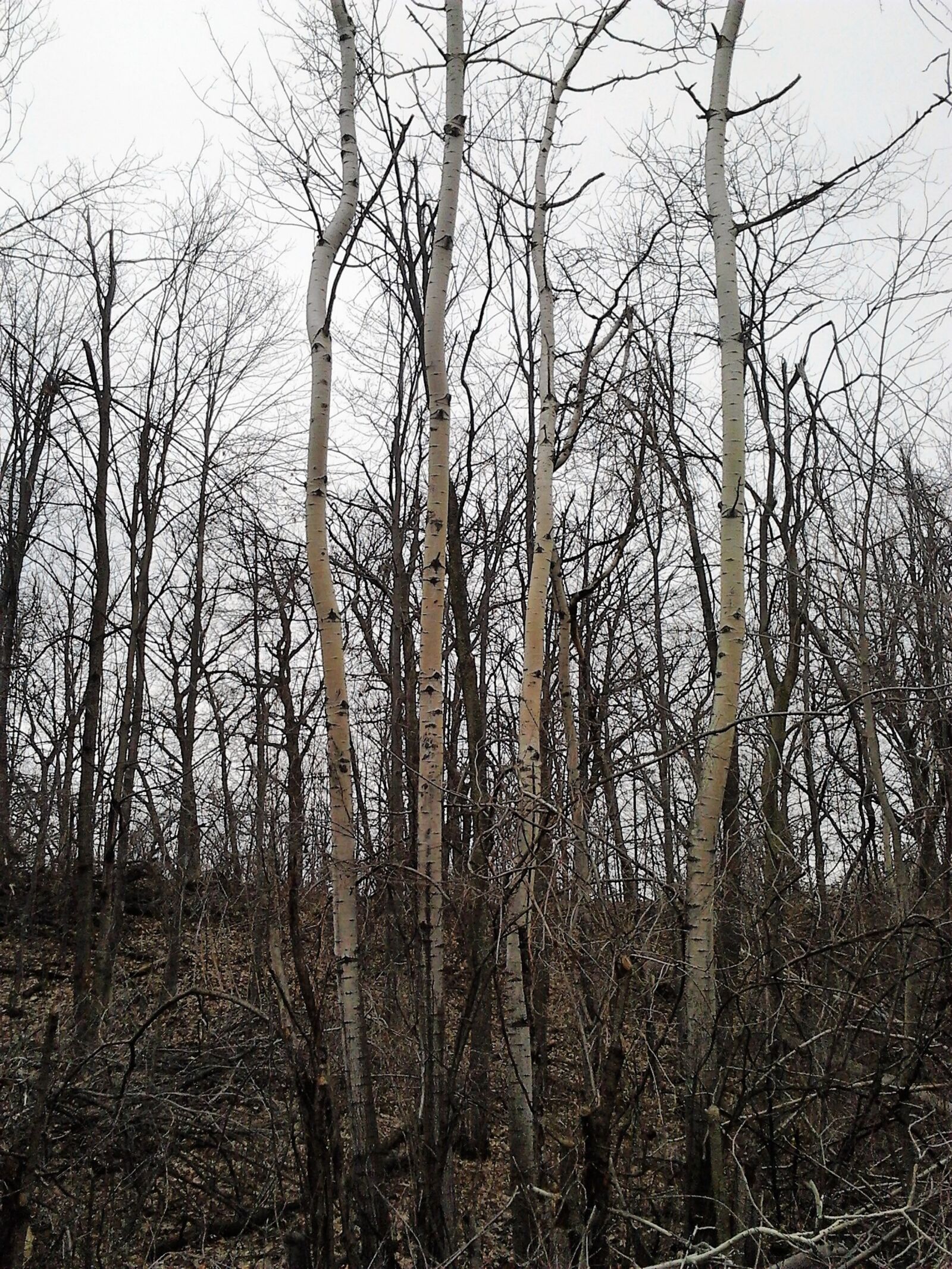 Samsung Galaxy Mini sample photo. Tree, winter, birch photography