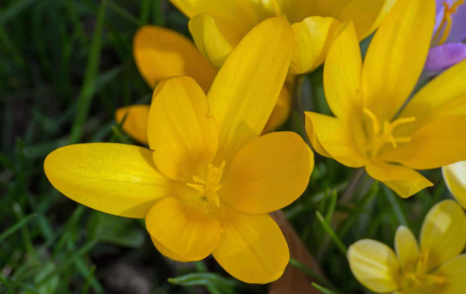 Canon EOS 60D sample photo. Spring, crocus, flower photography