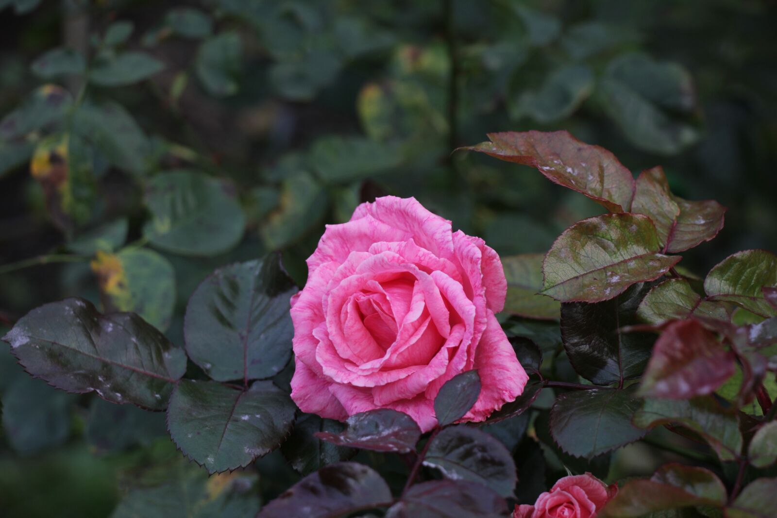 Canon EOS 550D (EOS Rebel T2i / EOS Kiss X4) sample photo. Rose, autumn, flower photography