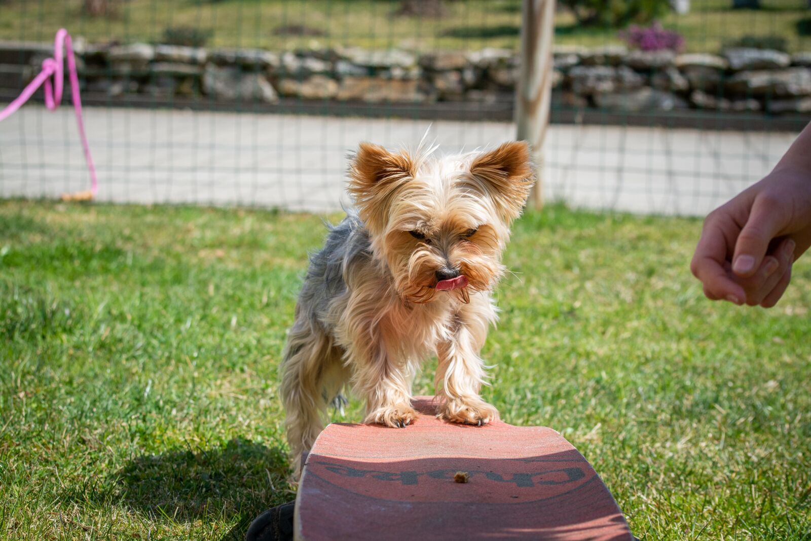 Nikon D7100 sample photo. Dog, education, dog training photography