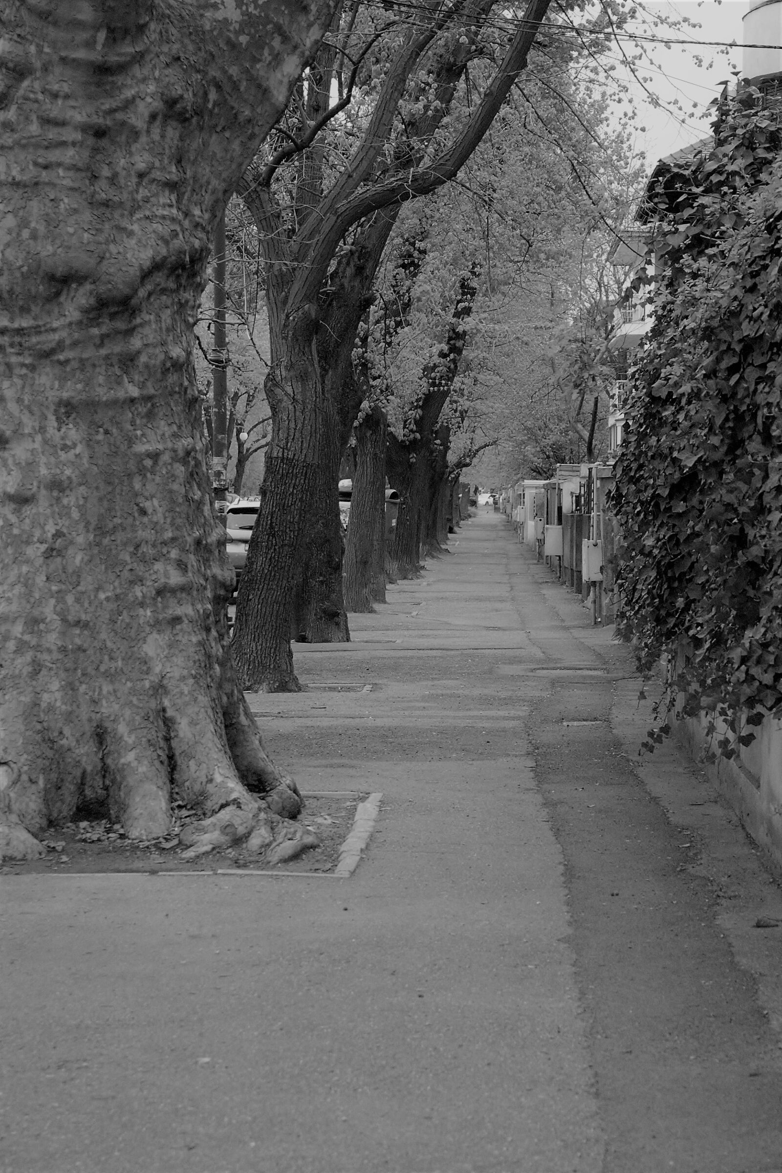 Canon EOS 1100D (EOS Rebel T3 / EOS Kiss X50) sample photo. Street, trees, solitude photography