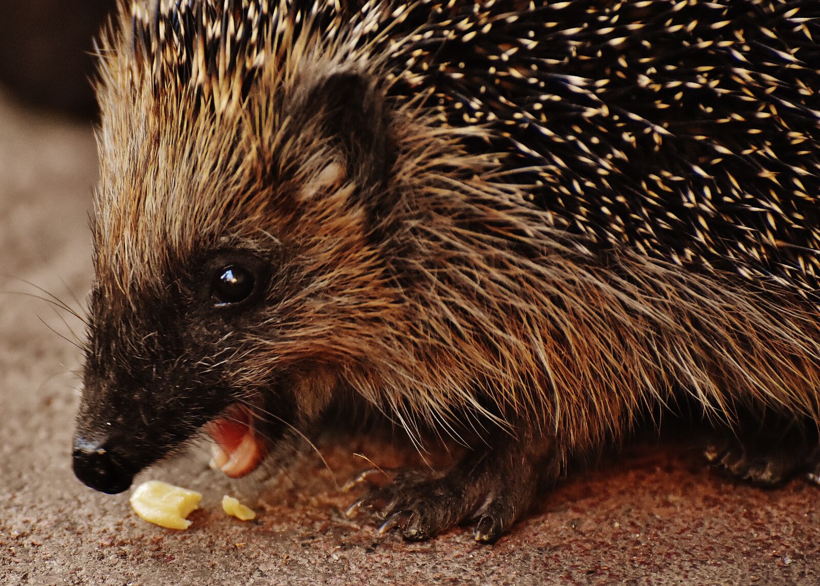 Nikon D7200 sample photo. Hedgehog child, young hedgehog photography