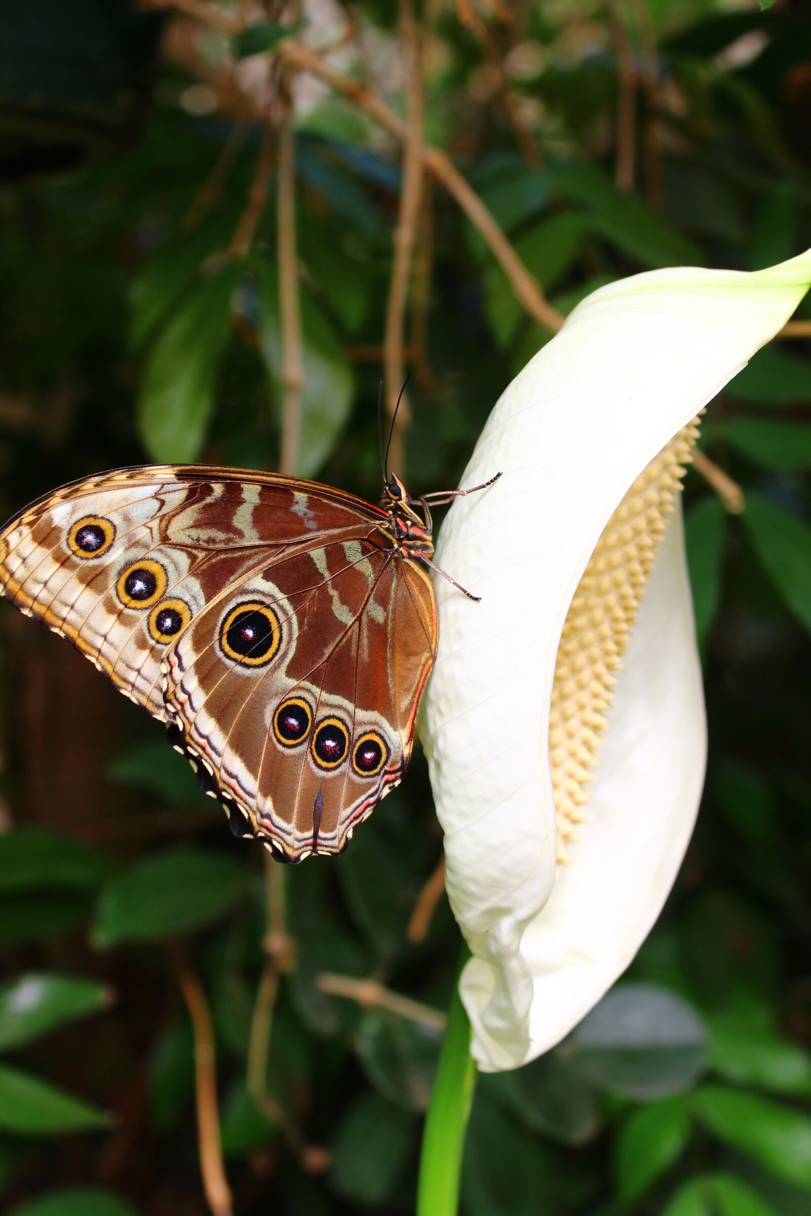 Canon EOS 1300D (EOS Rebel T6 / EOS Kiss X80) sample photo. Butterfly, flower, garden photography