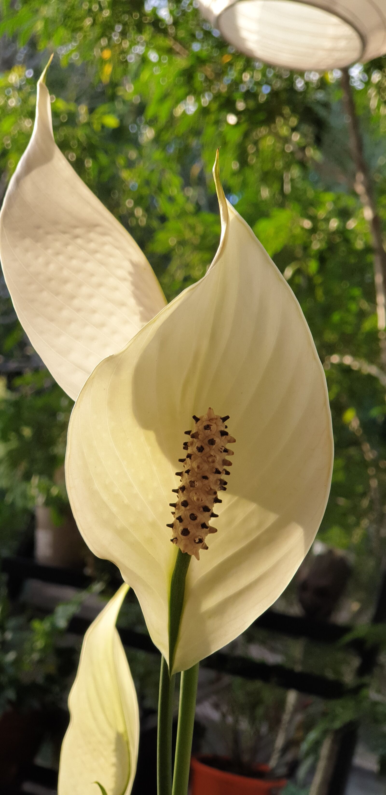 Samsung Galaxy S9+ sample photo. Peace lily, lilly, white photography