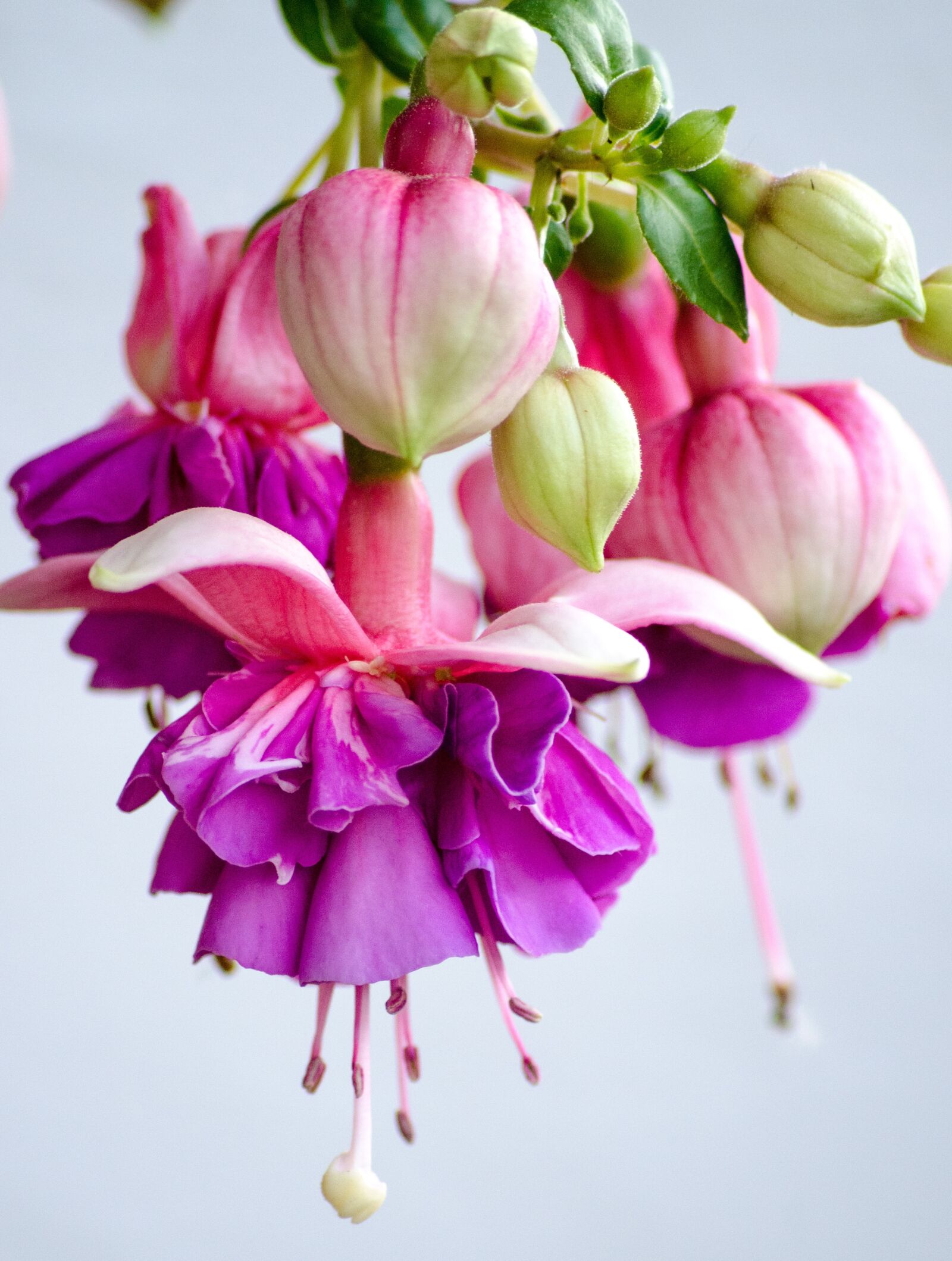 Nikon D5100 sample photo. Blossom, bloom, fuchsia photography