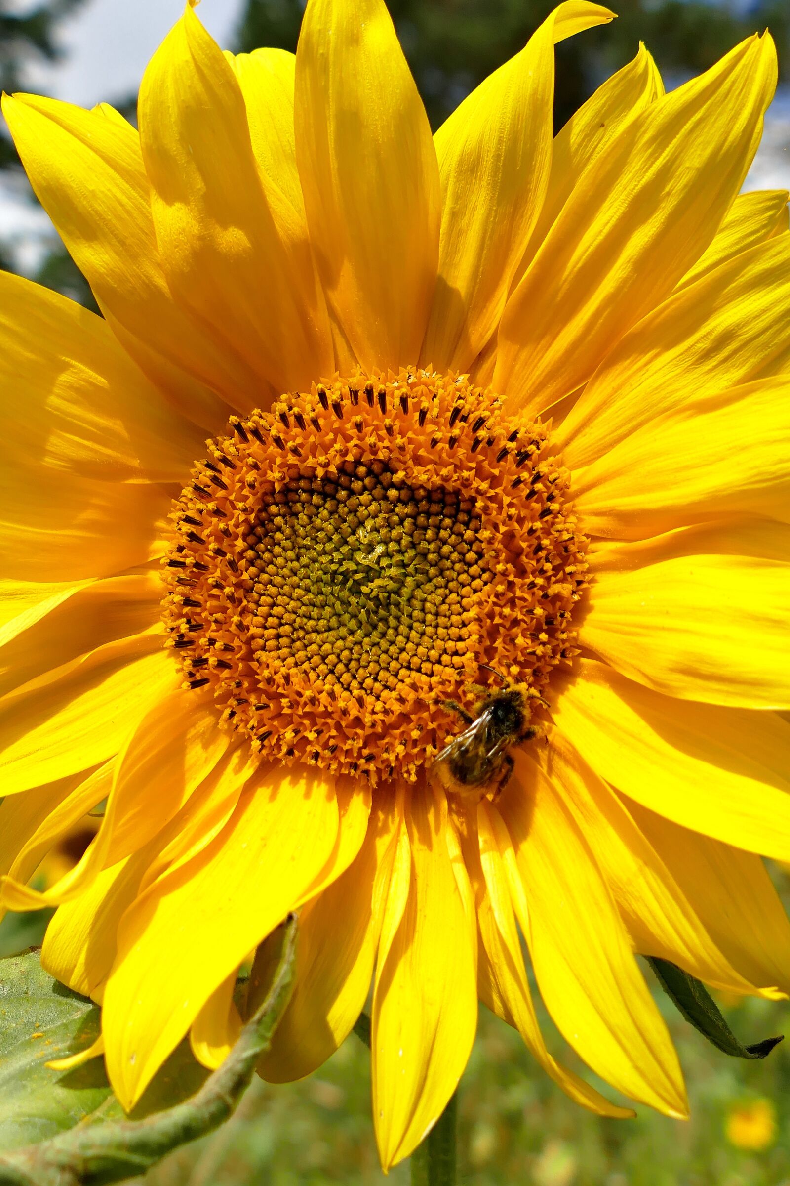Panasonic Lumix DMC-FZ1000 sample photo. Sunflower, close up, beautiful photography