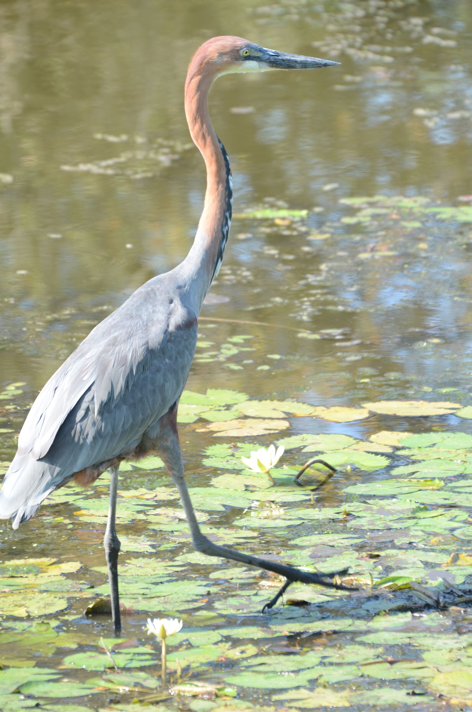 Nikon D7000 sample photo. Goliath heron, heron, goliath photography