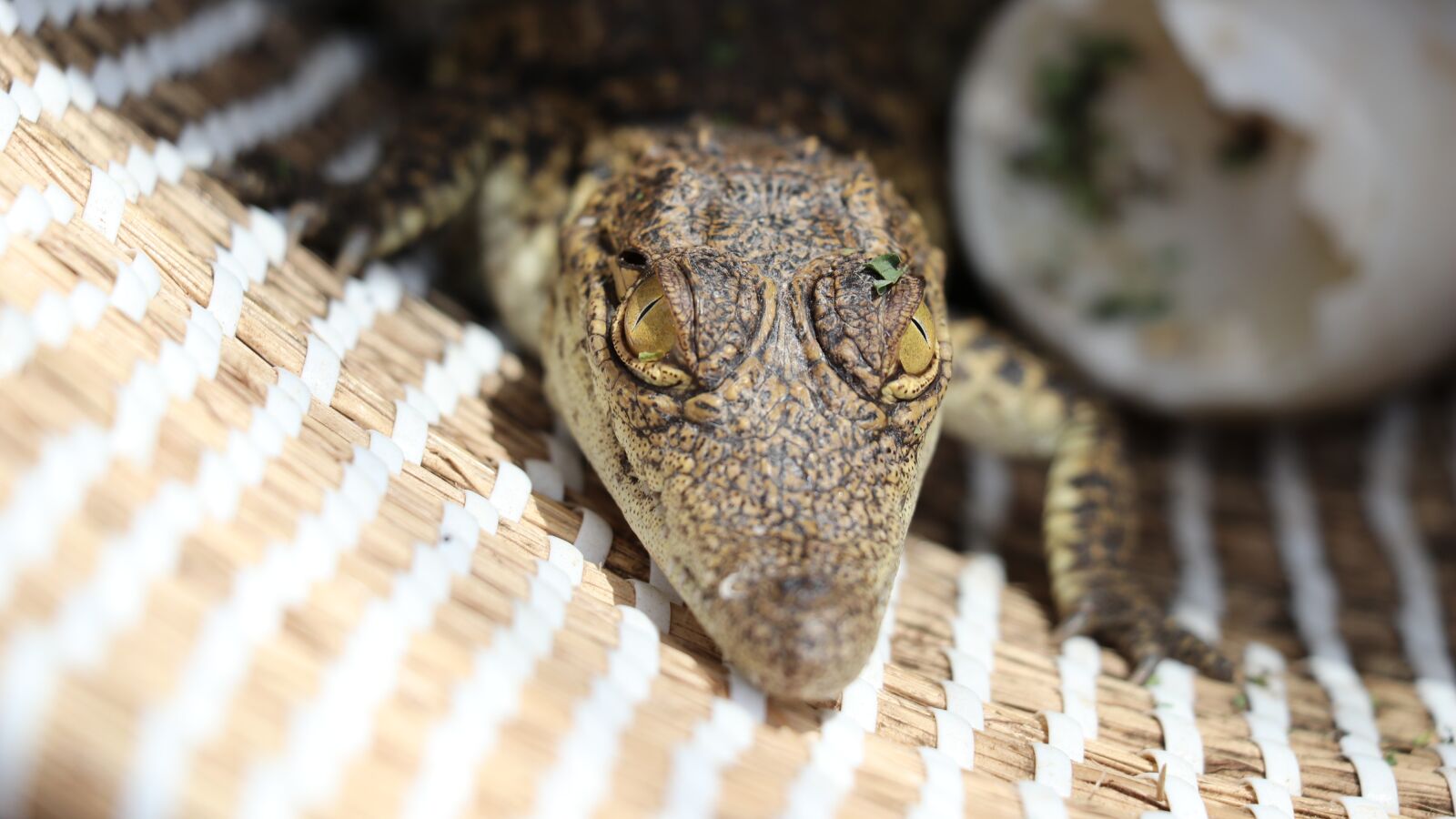 Canon EF-S 18-135mm F3.5-5.6 IS USM sample photo. Little crocodile, crocodile, young photography