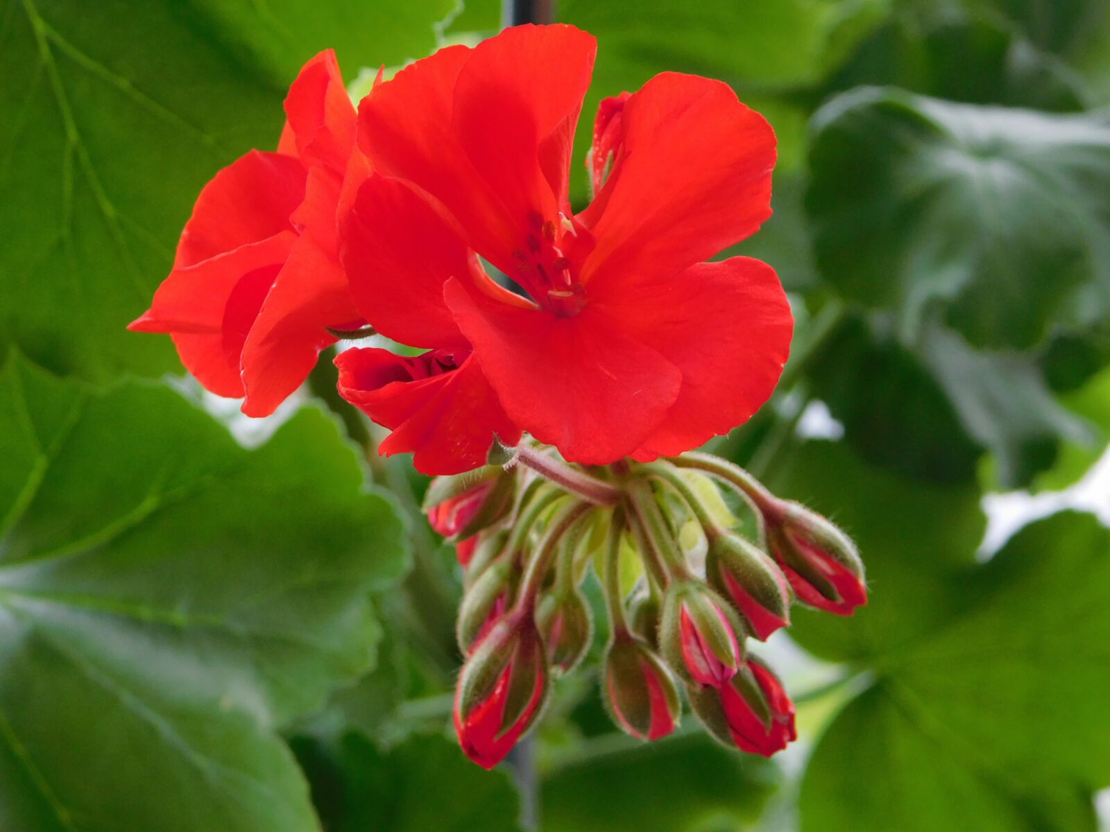Nikon Coolpix B500 sample photo. Red, geranium, flowers photography