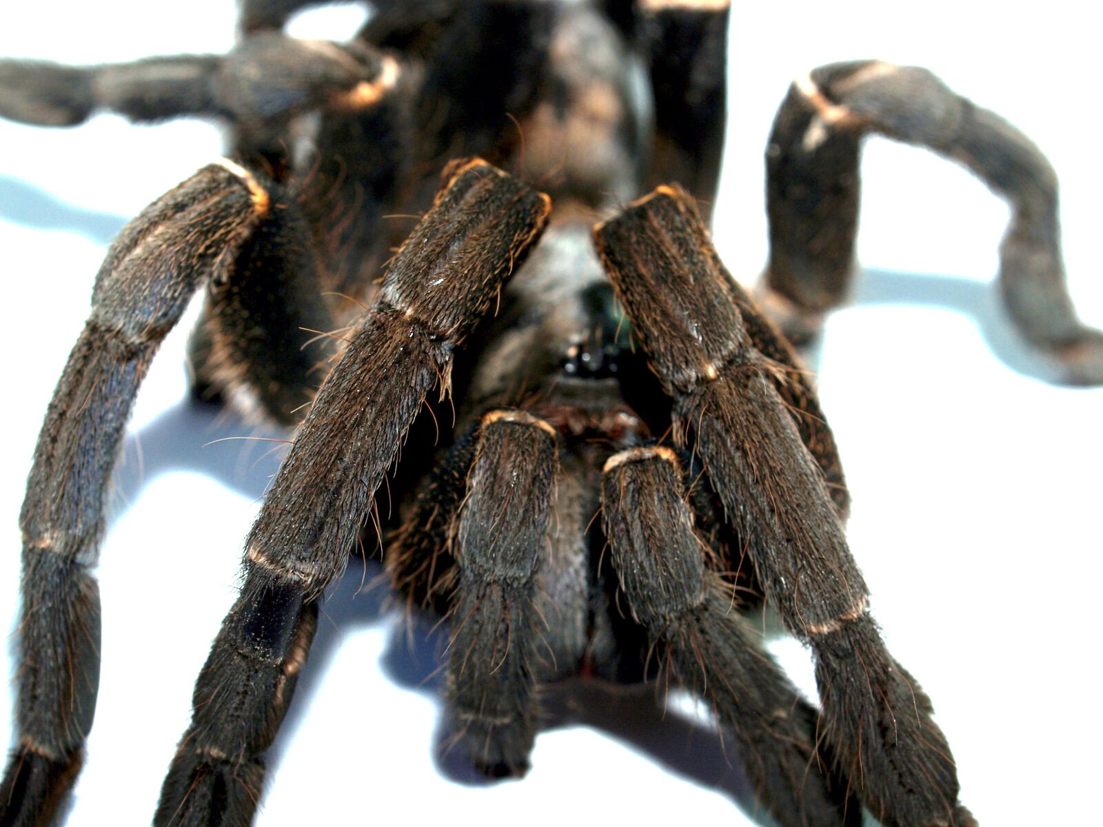 Olympus E-300 (EVOLT E-300) sample photo. Spider, tarantula, arthropod photography